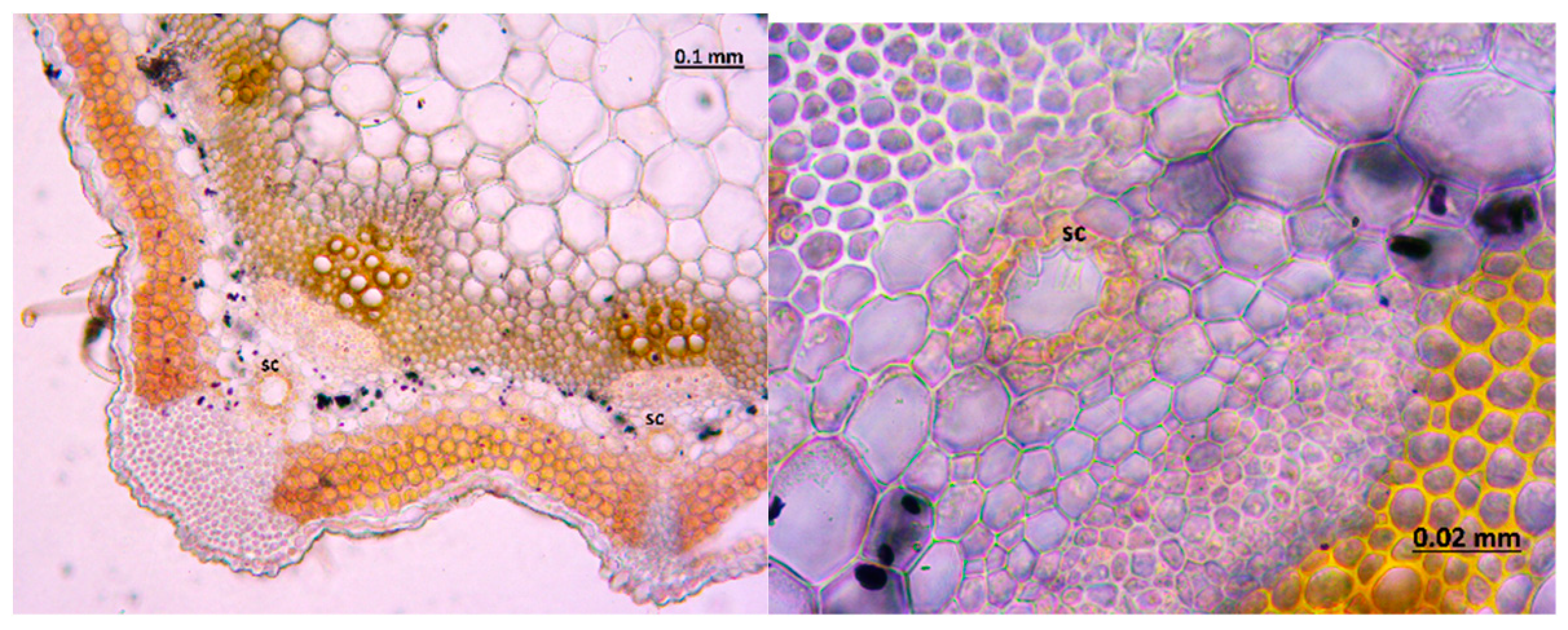 Molecules 24 00722 g006 Molecules 24 00722 g006