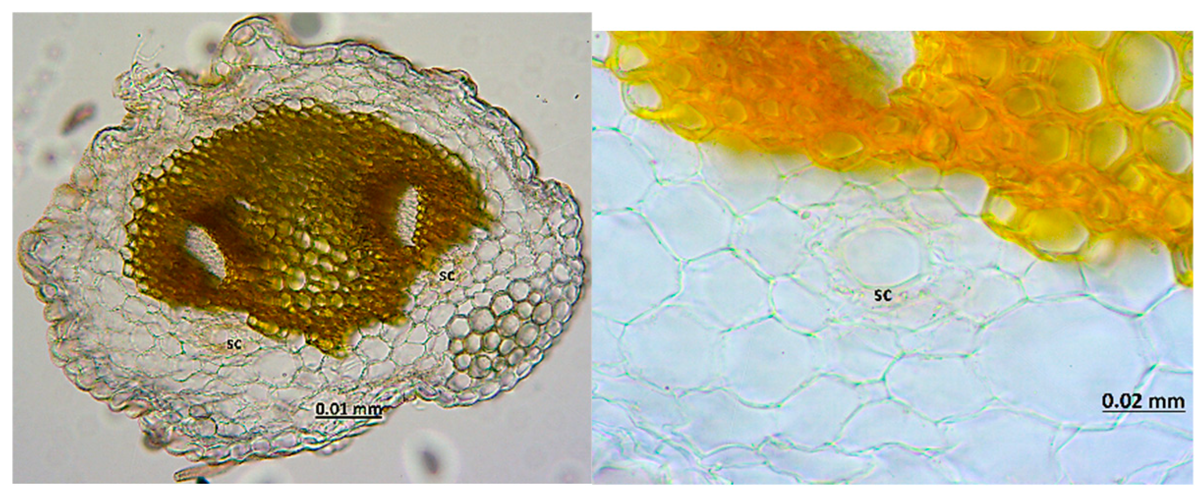 Molecules 24 00722 g007 Molecules 24 00722 g007