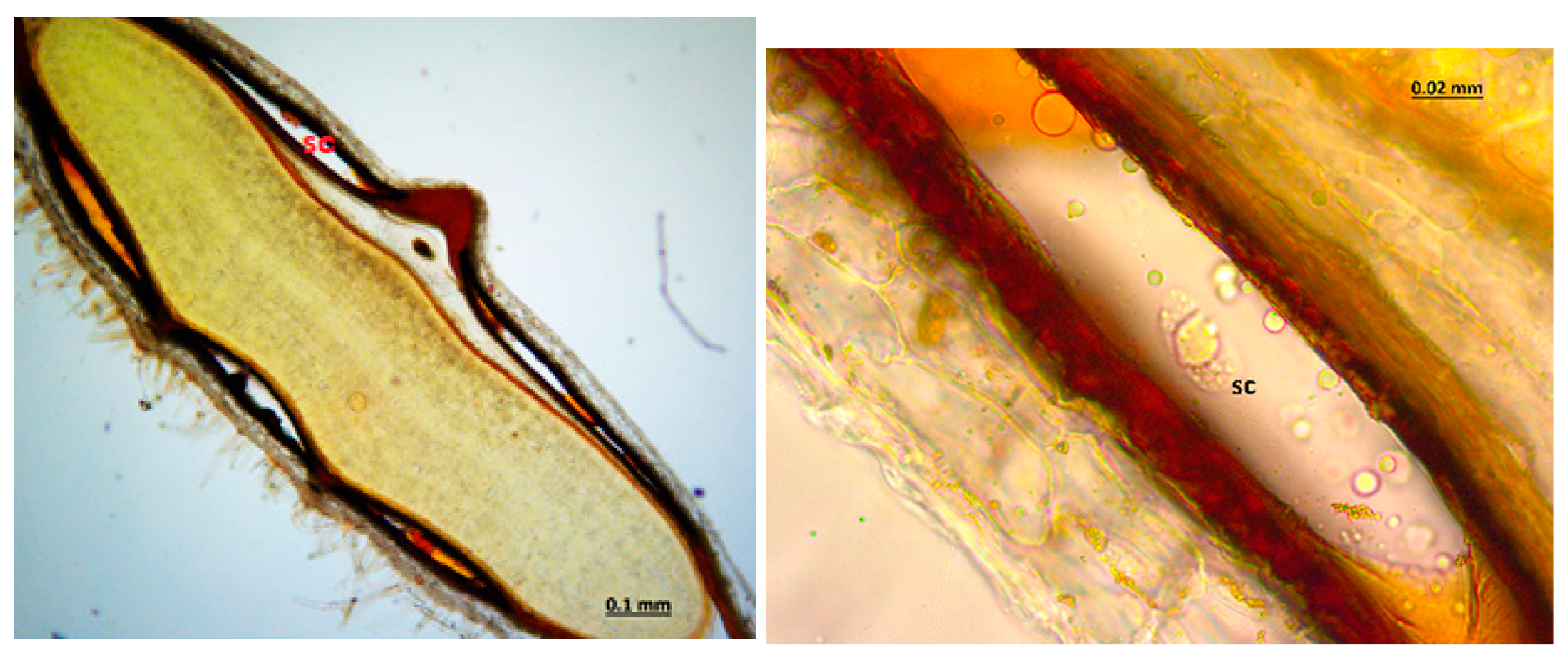 Molecules 24 00722 g008 Molecules 24 00722 g008