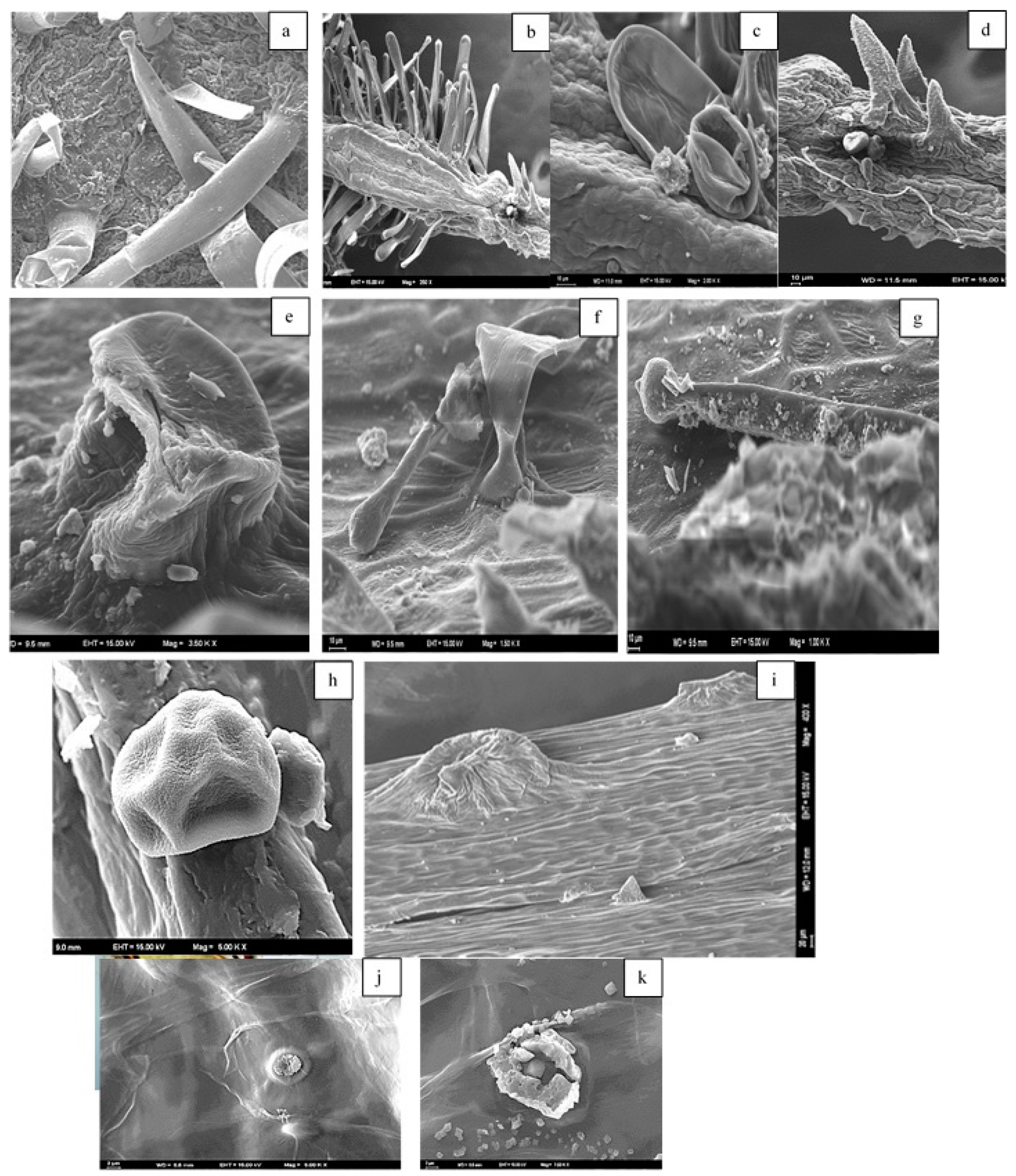 Molecules 24 00722 g009 Molecules 24 00722 g009