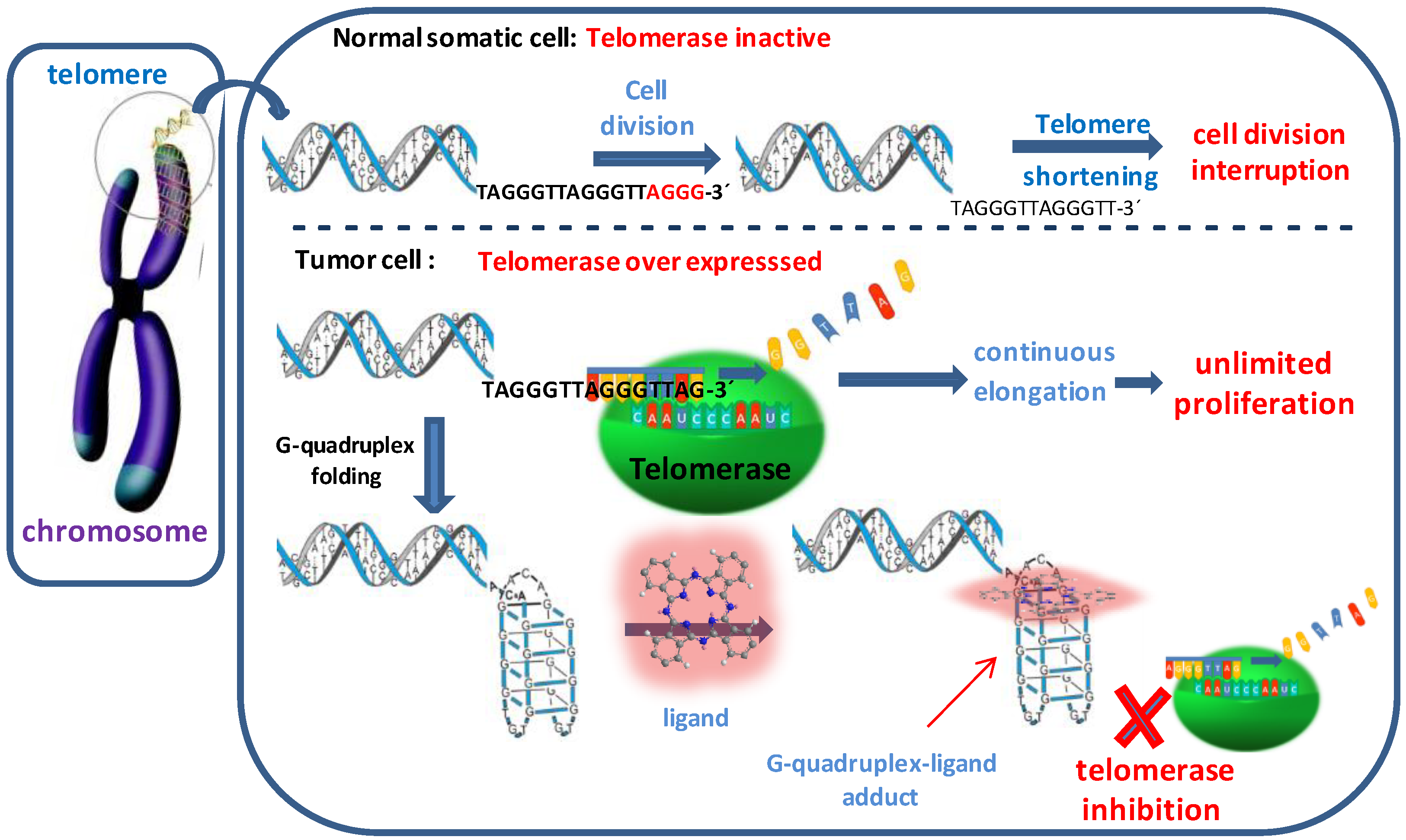 Molecules 24 00733 g001 Molecules 24 00733 g001