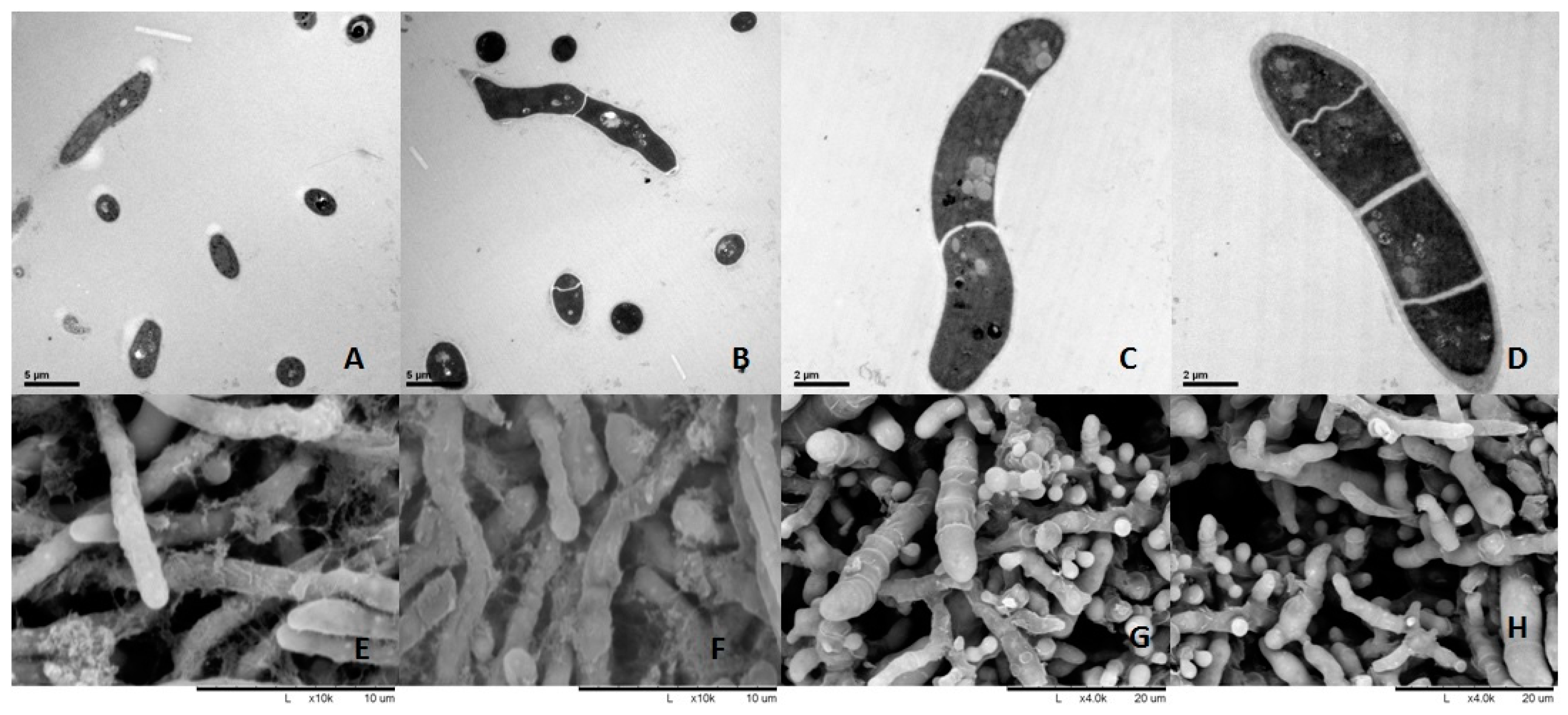 Molecules 24 00742 g002