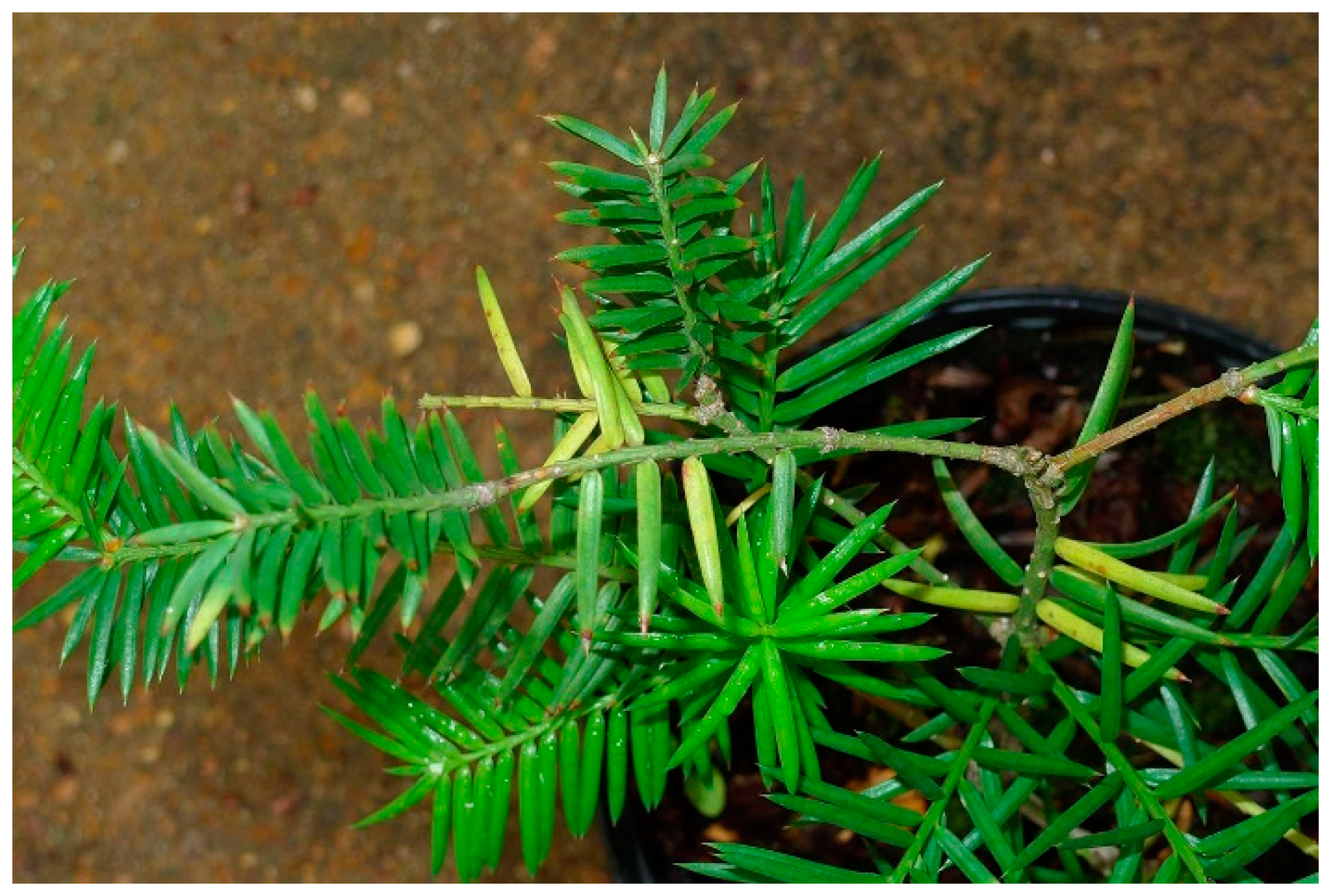 Molecules 24 00777 g001 Molecules 24 00777 g001