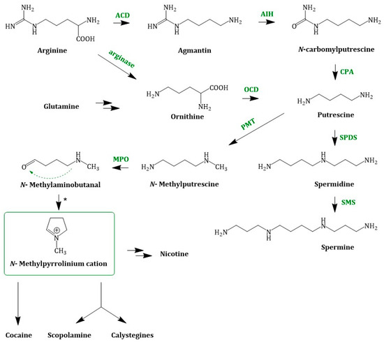 Discovery and Engineering of the Cocaine Biosynthetic Pathway