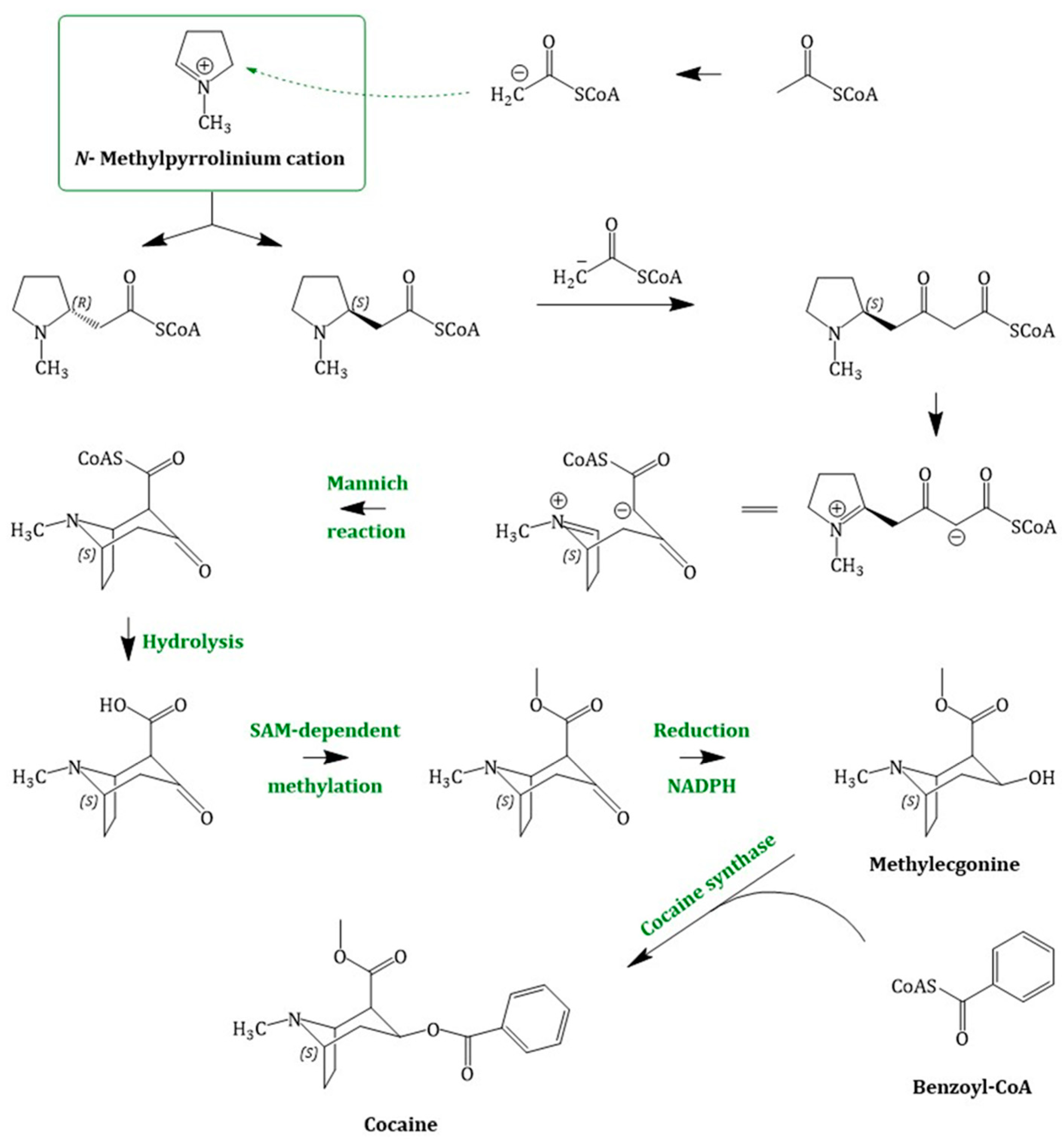 Molecules 24 00796 g005