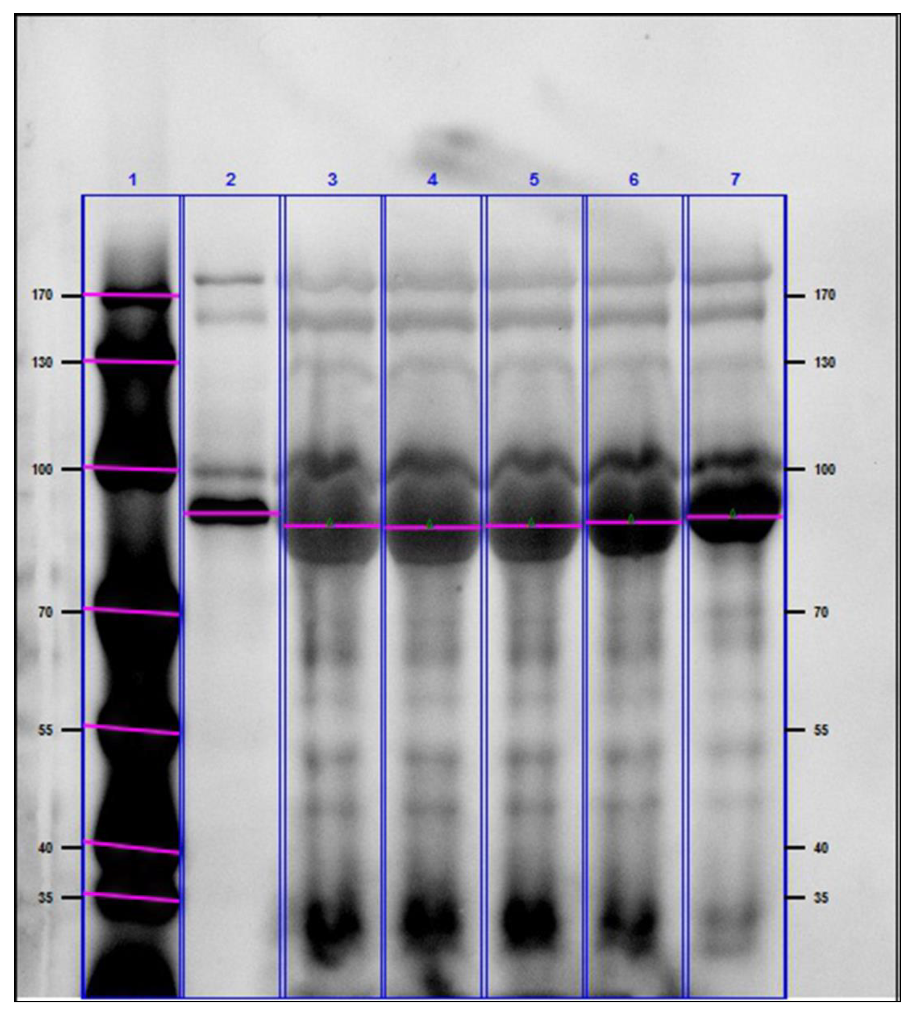 Molecules 24 00798 g004