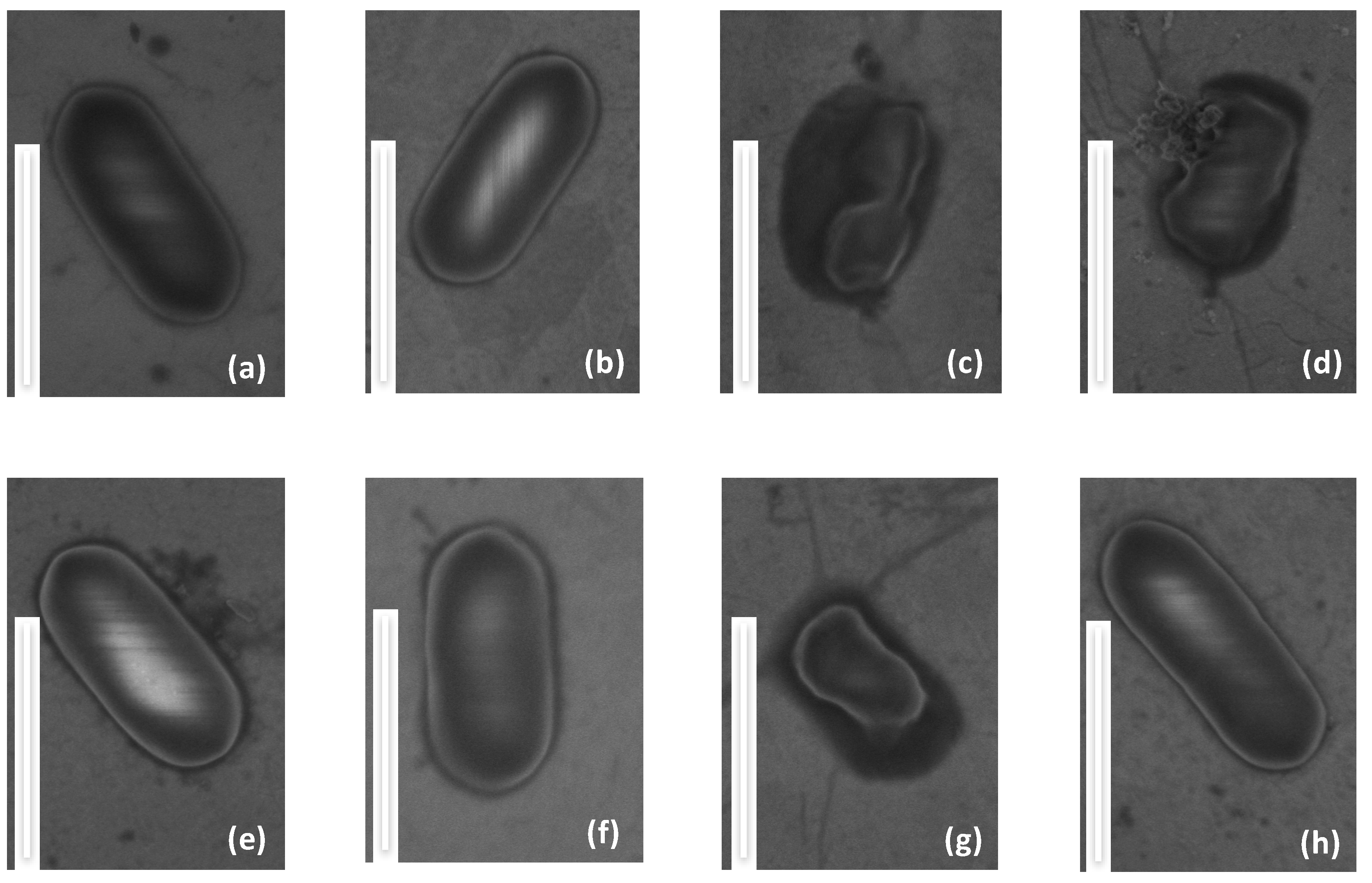 Molecules 24 00814 g004 Molecules 24 00814 g004