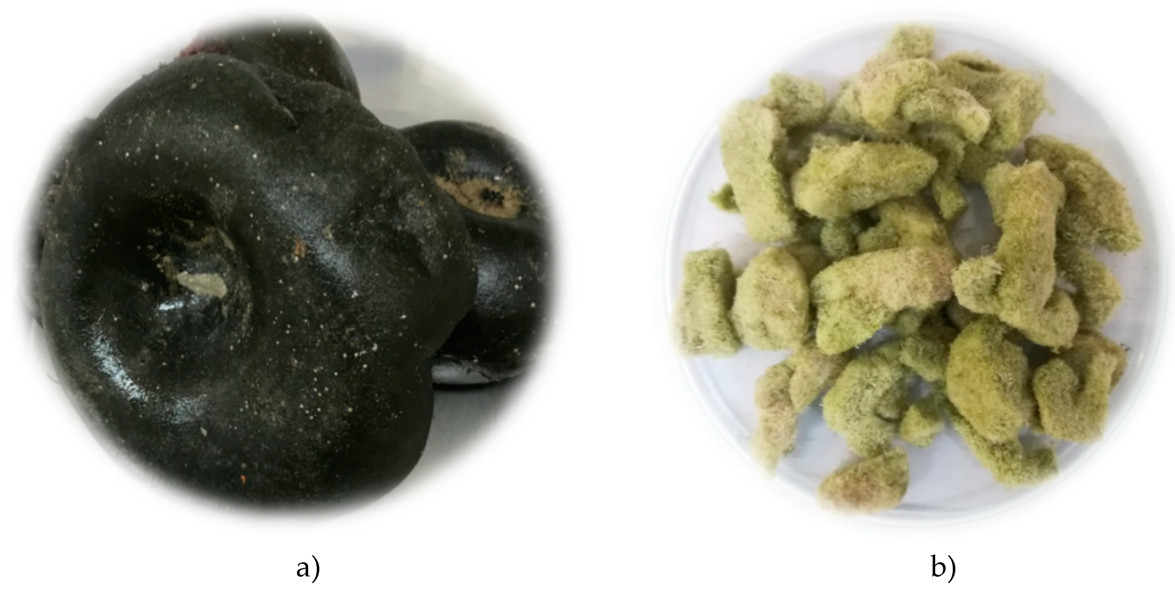 Molecules 24 00842 g001