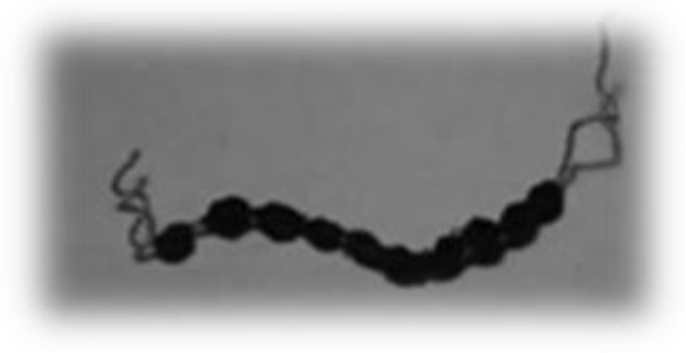 Molecules 24 00931 g001 550