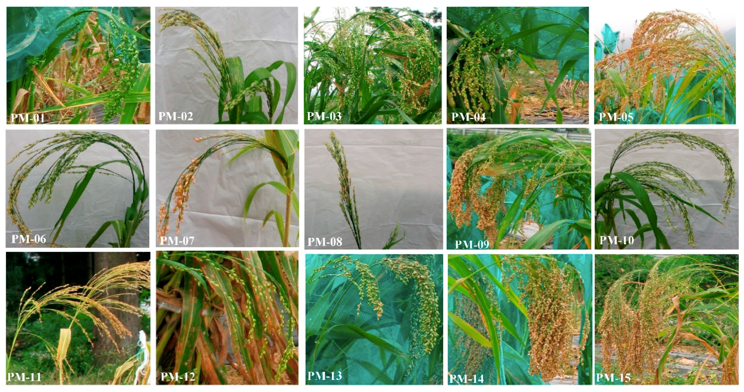 Molecules 24 01012 g001