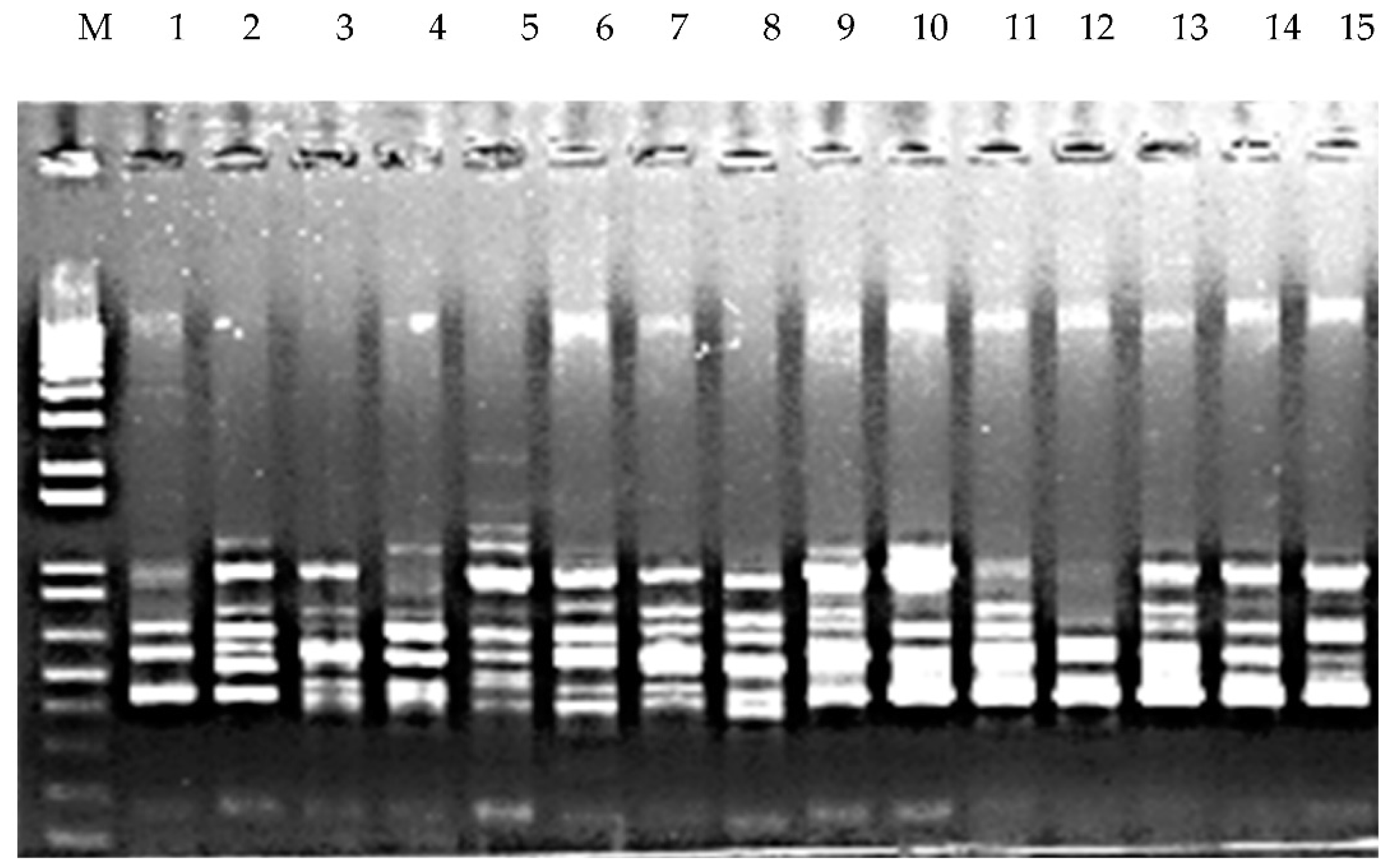 Molecules 24 01012 g003