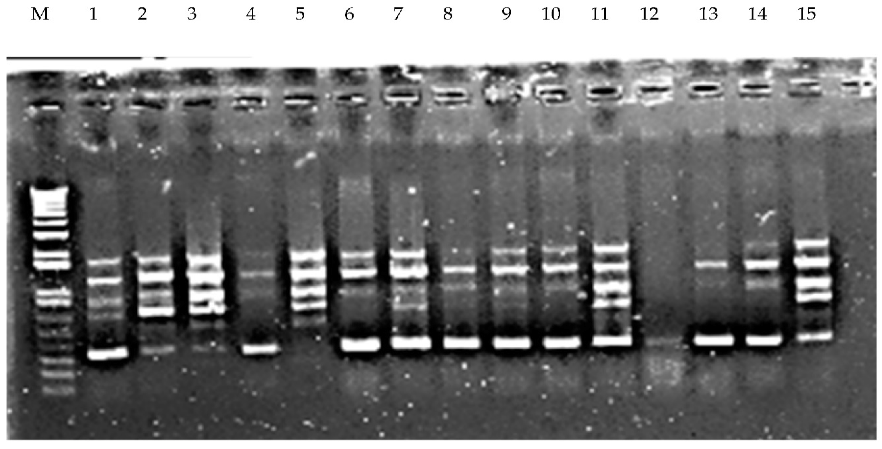 Molecules 24 01012 g004