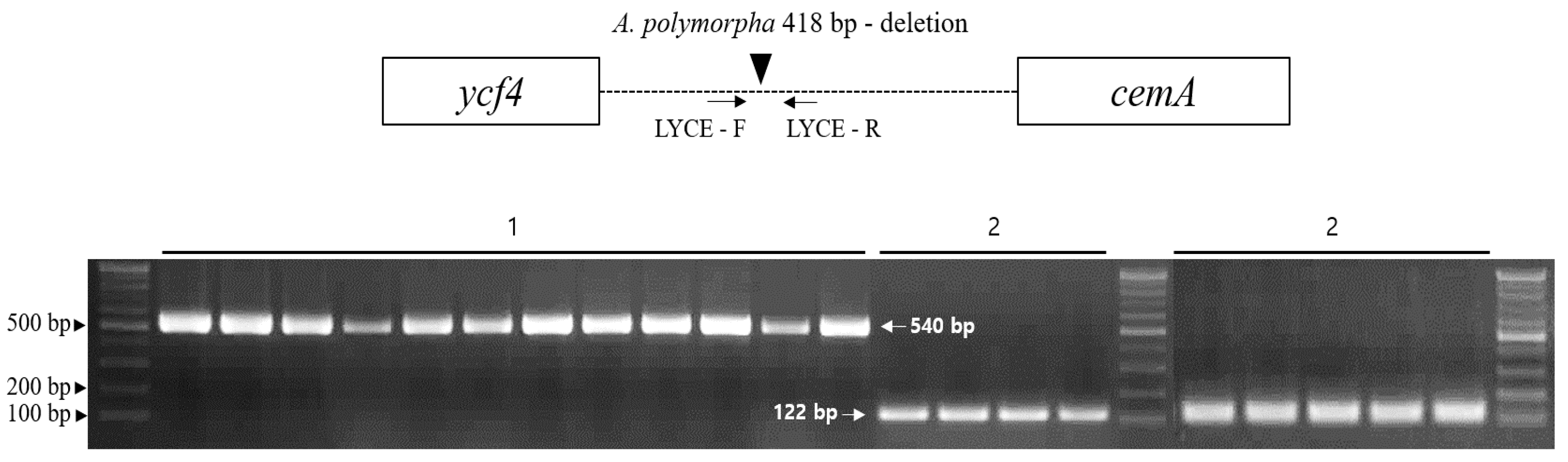 Molecules 24 01038 g006 Molecules 24 01038 g006