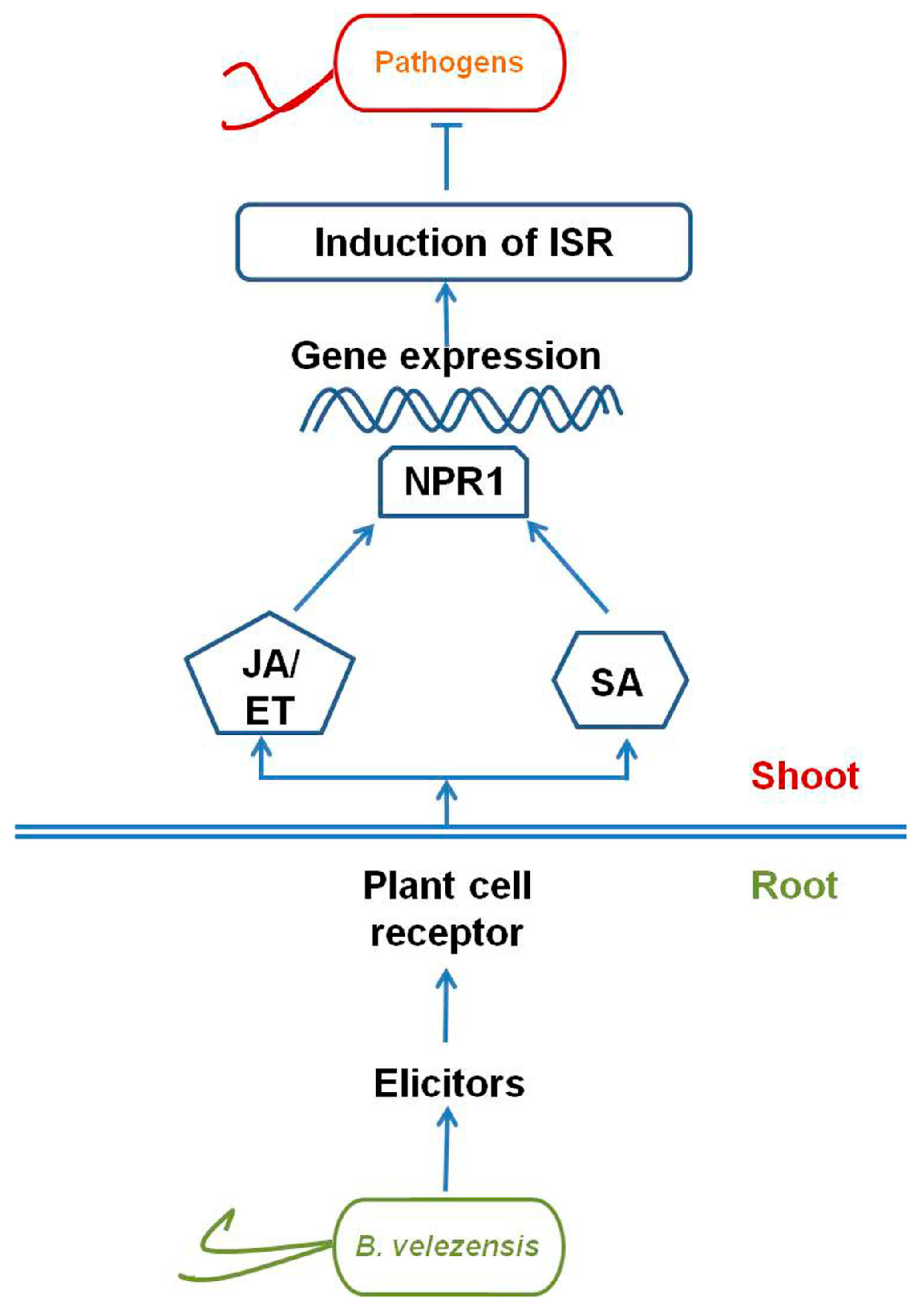 Molecules 24 01046 g004 Molecules 24 01046 g004