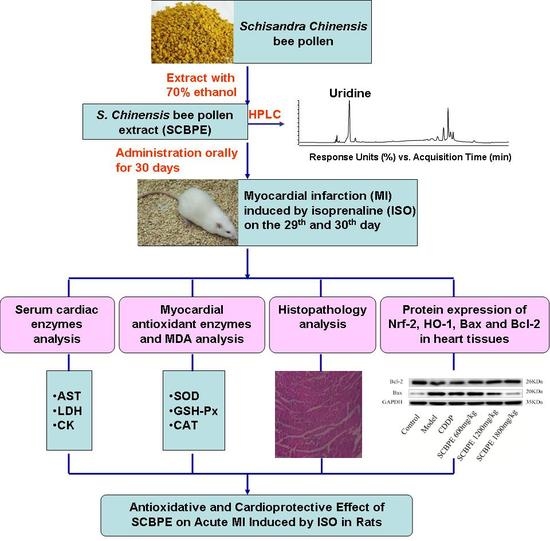 ser antioxidant sophyto anti-imbatranire