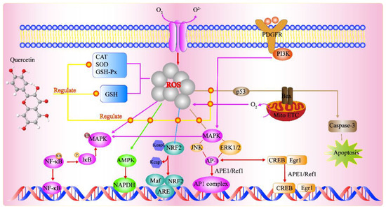 Molecules Free Full Text Antioxidant Activities Of Quercetin And Its Complexes For Medicinal Application Html