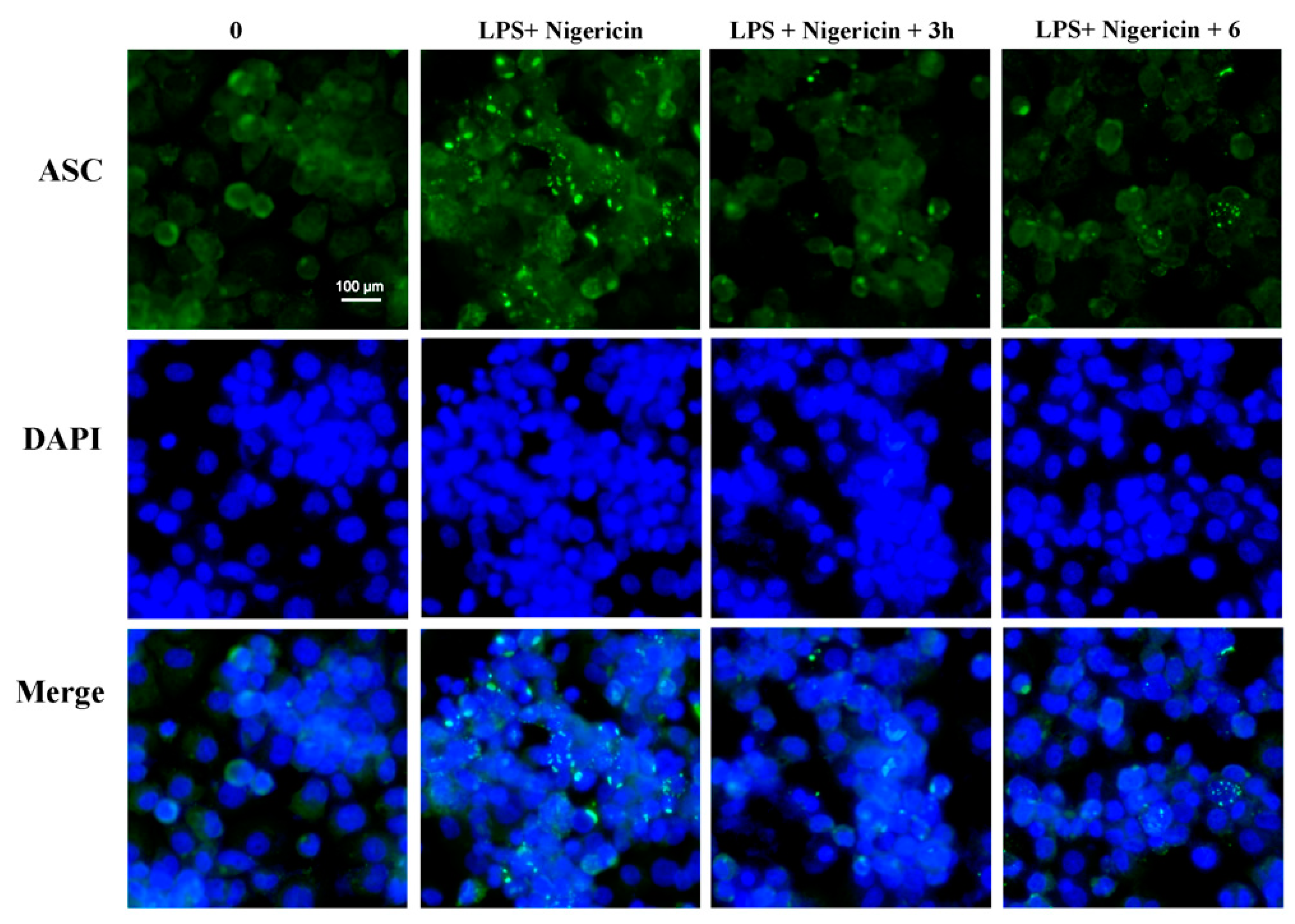 Molecules 24 01154 g005