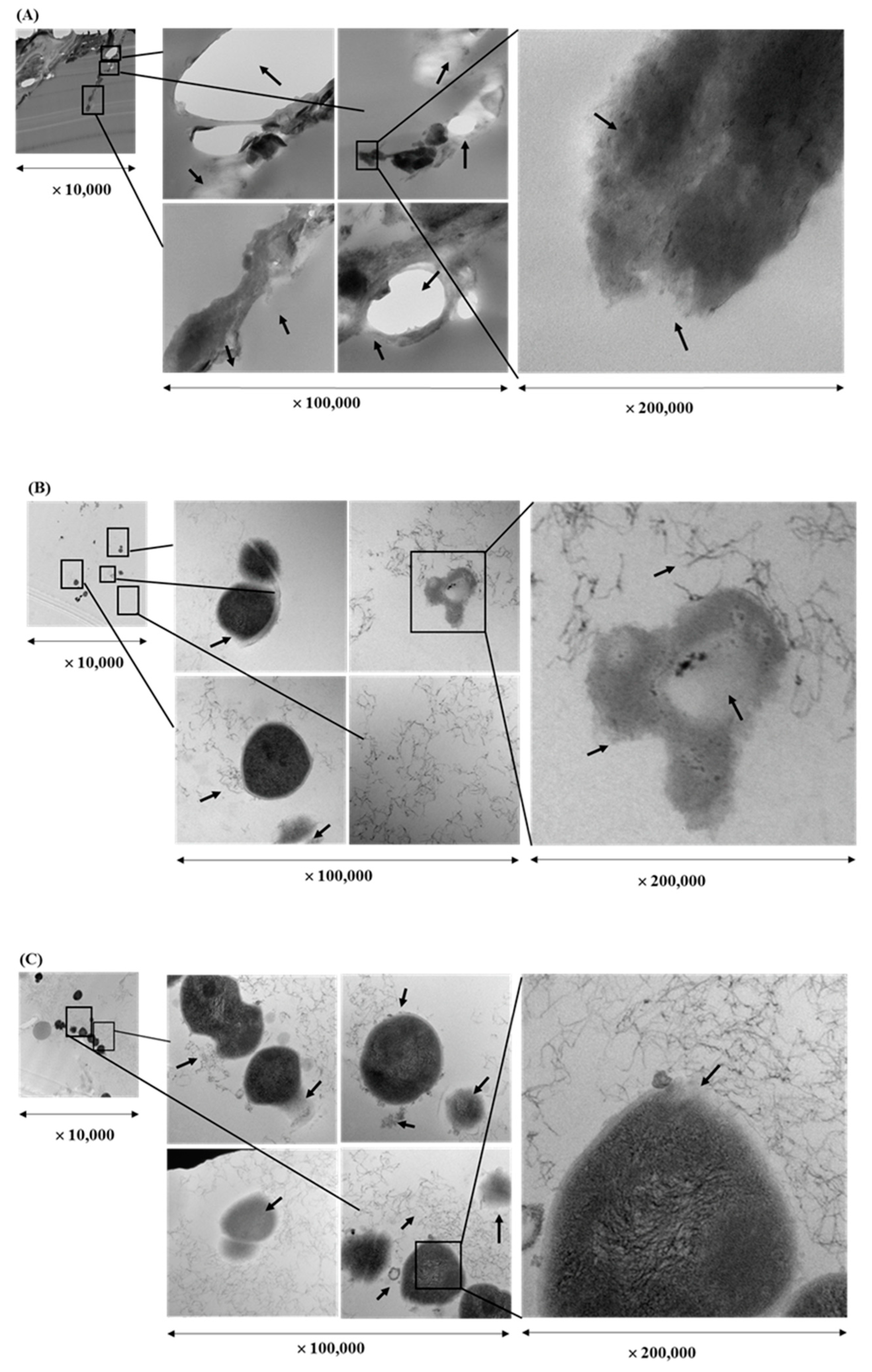 Molecules 24 01165 g003a Molecules 24 01165 g003a