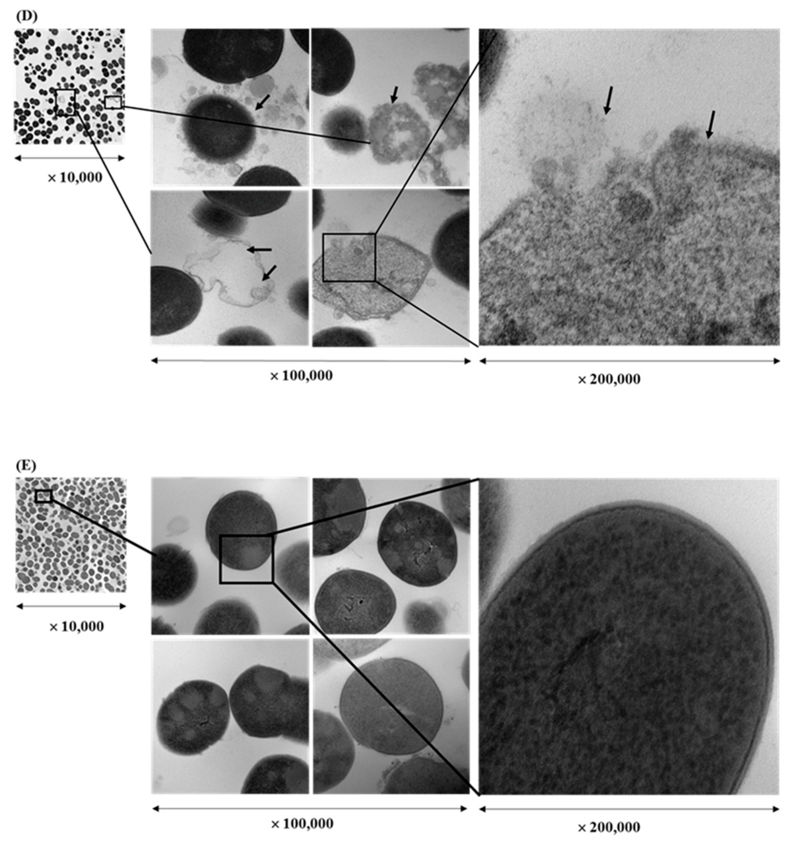 Molecules 24 01165 g003b Molecules 24 01165 g003b