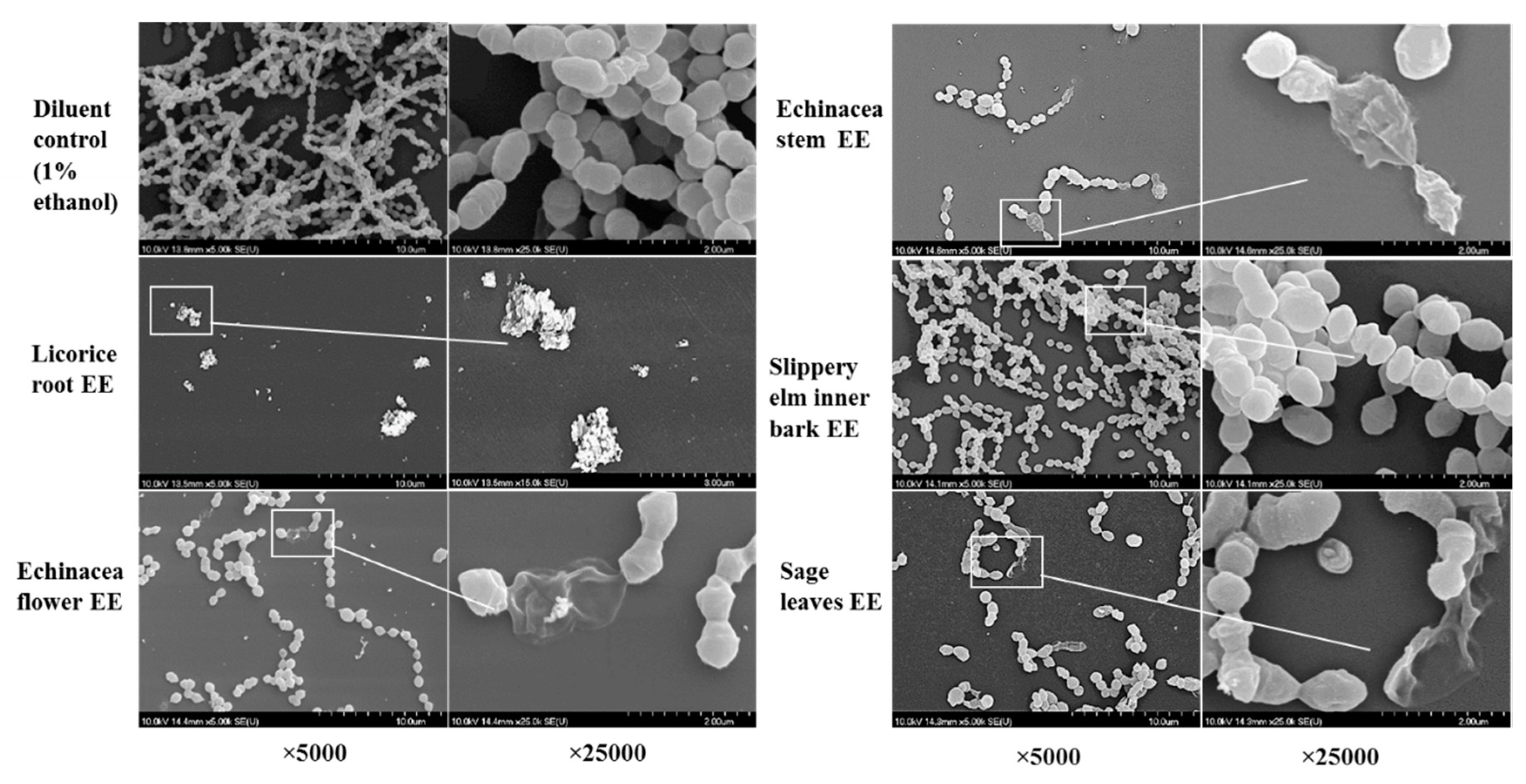 Molecules 24 01165 g004 Molecules 24 01165 g004