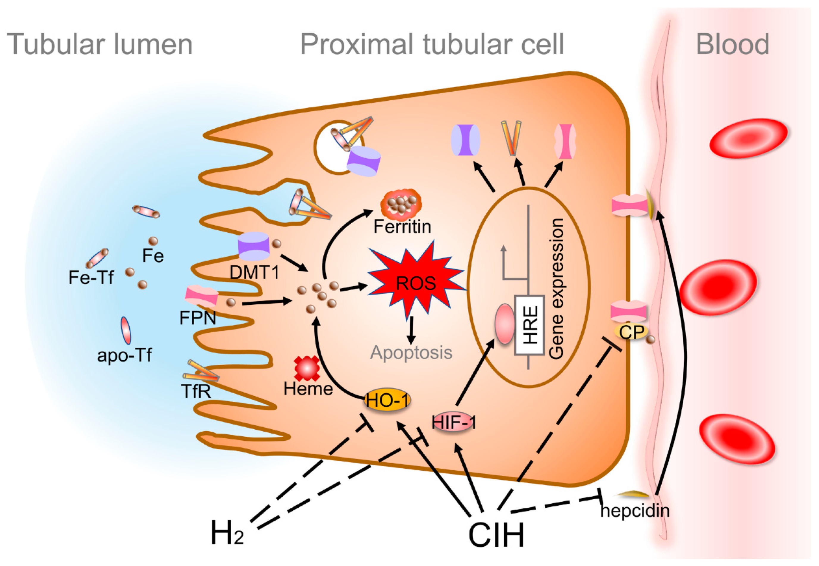 Molecules 24 01184 g006 Molecules 24 01184 g006