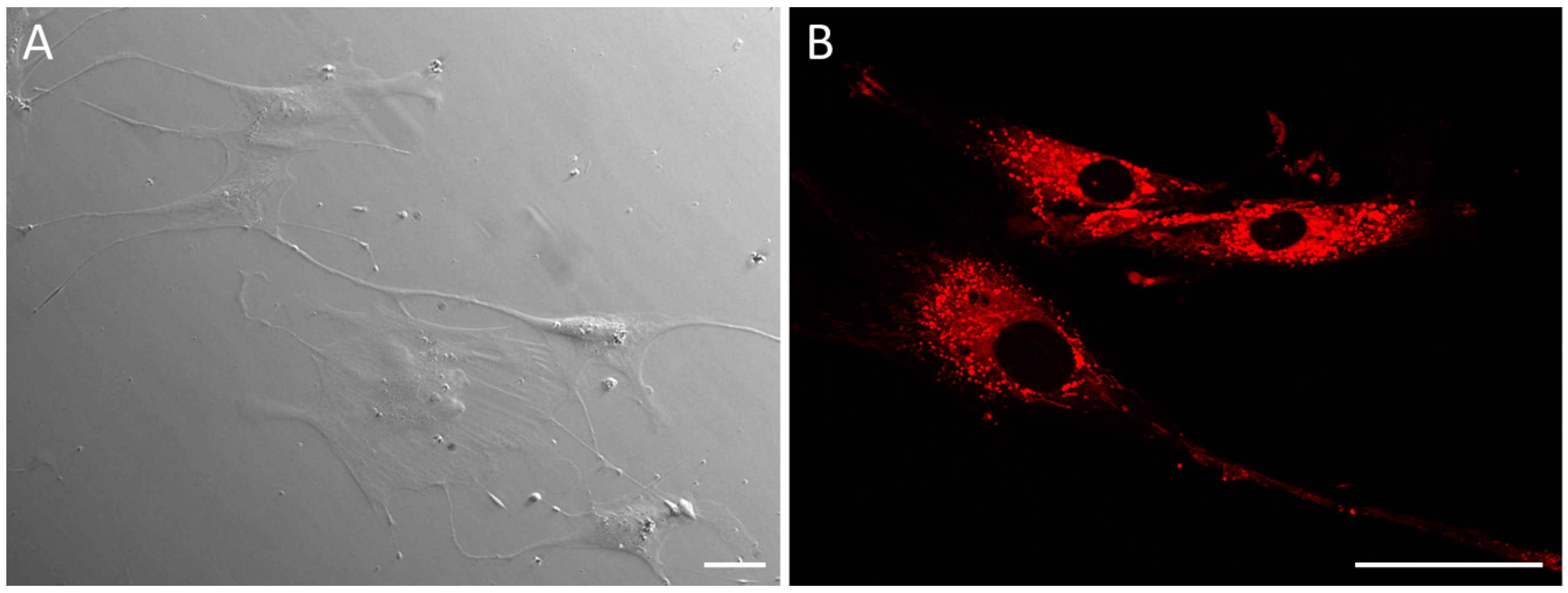 Molecules 24 01192 g001