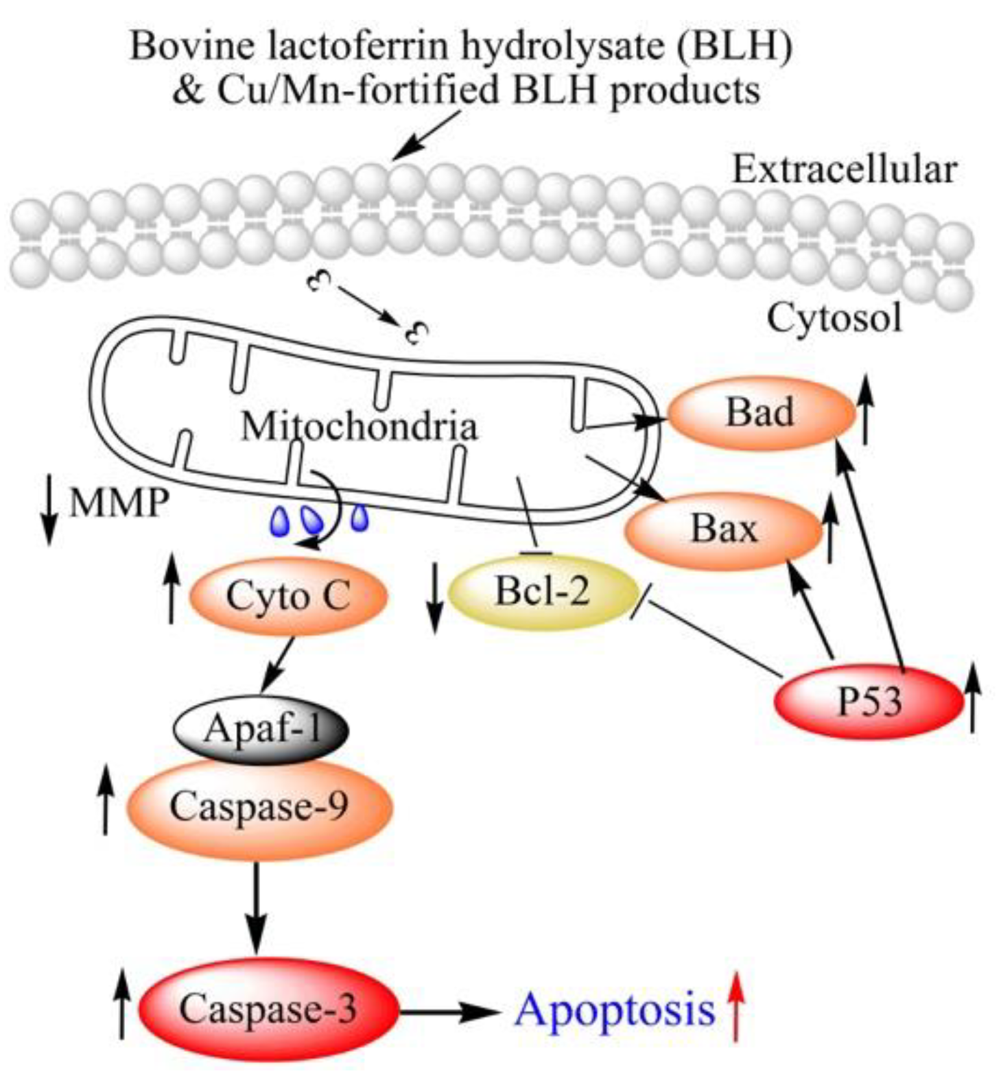 Molecules 24 01195 g008