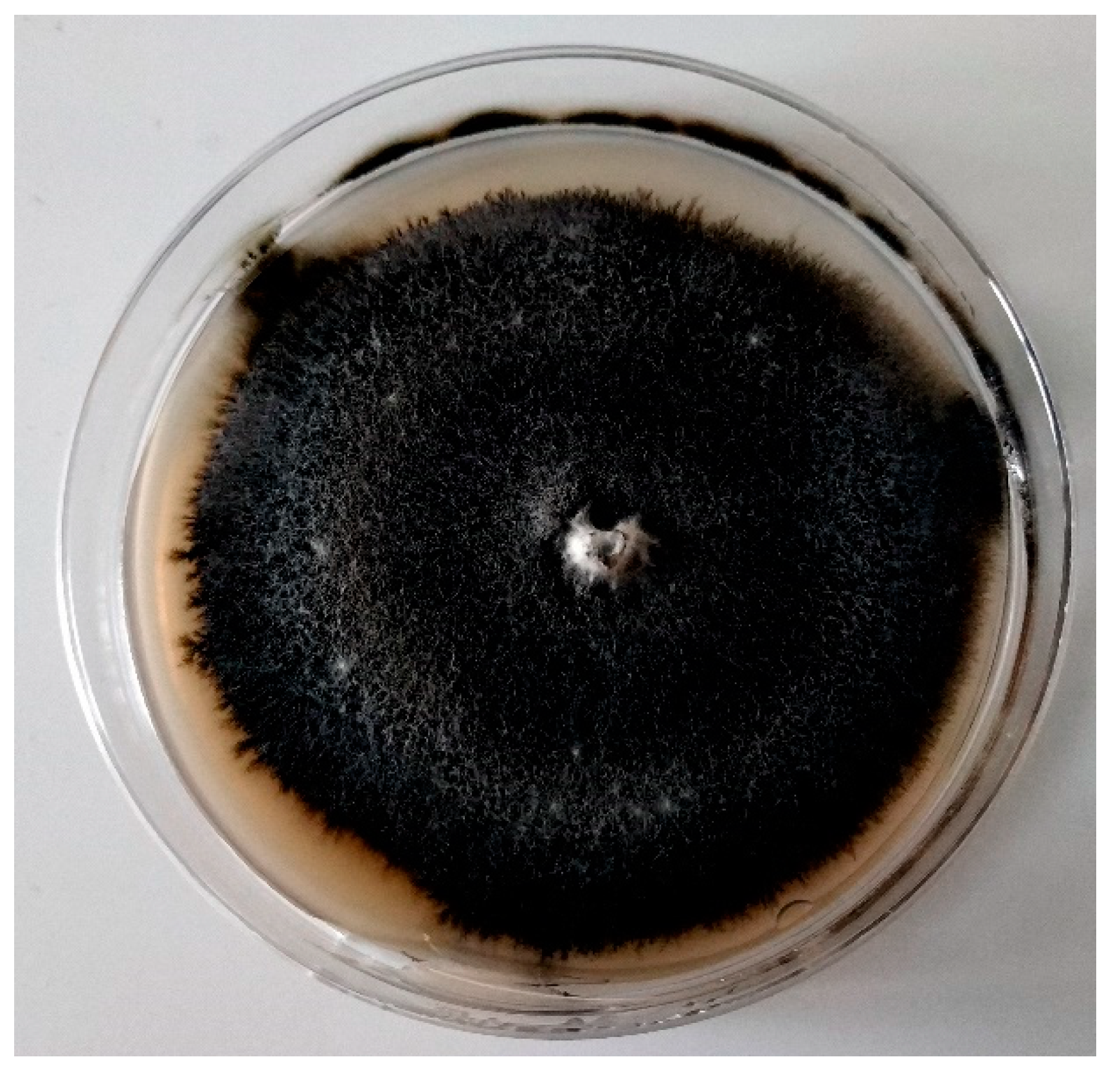 Molecules 24 01200 g001 Molecules 24 01200 g001