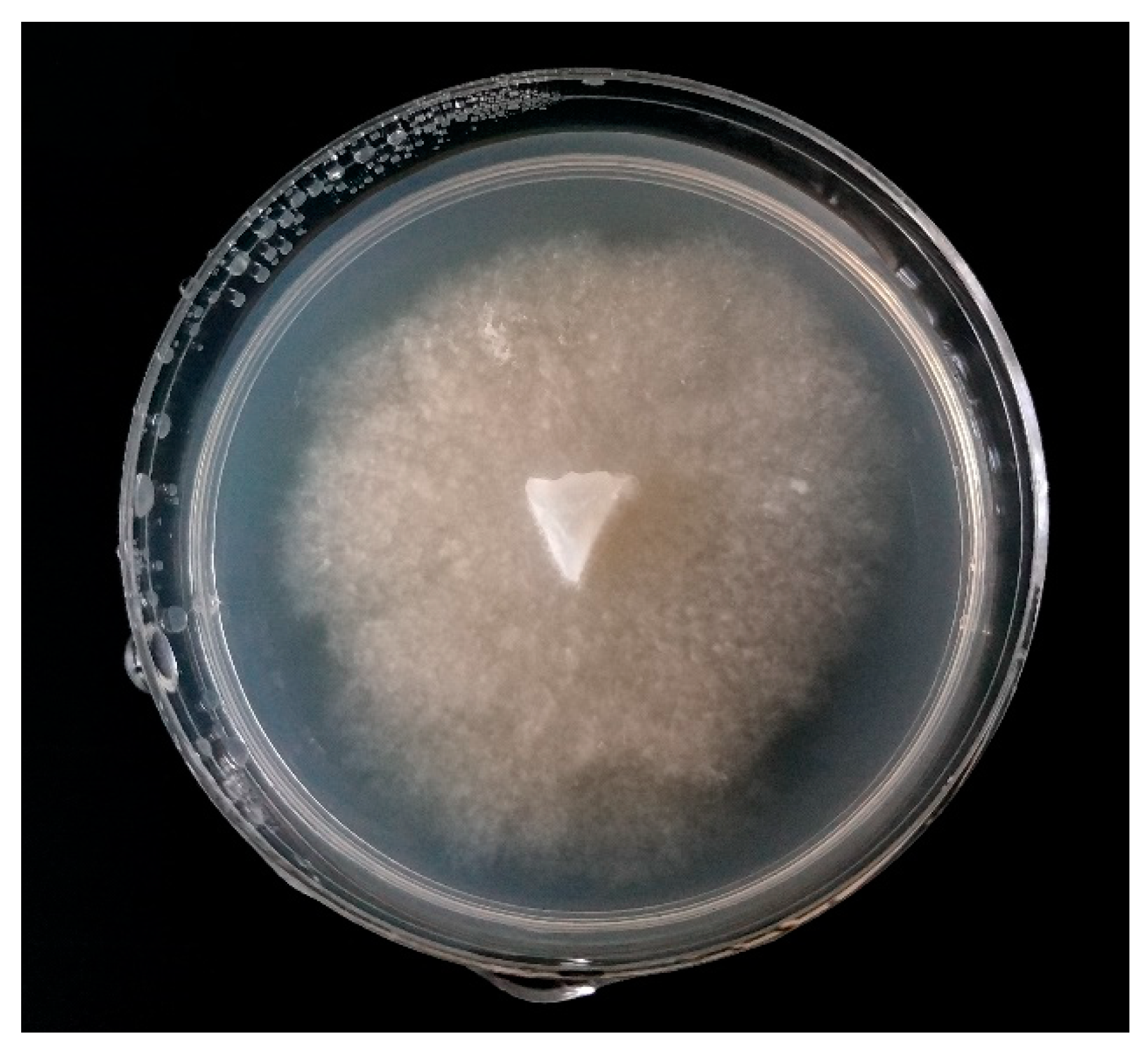 Molecules 24 01200 g002 Molecules 24 01200 g002