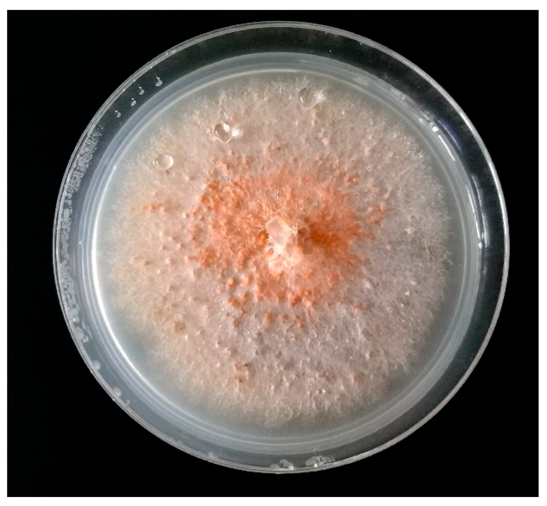 Molecules 24 01200 g004 Molecules 24 01200 g004