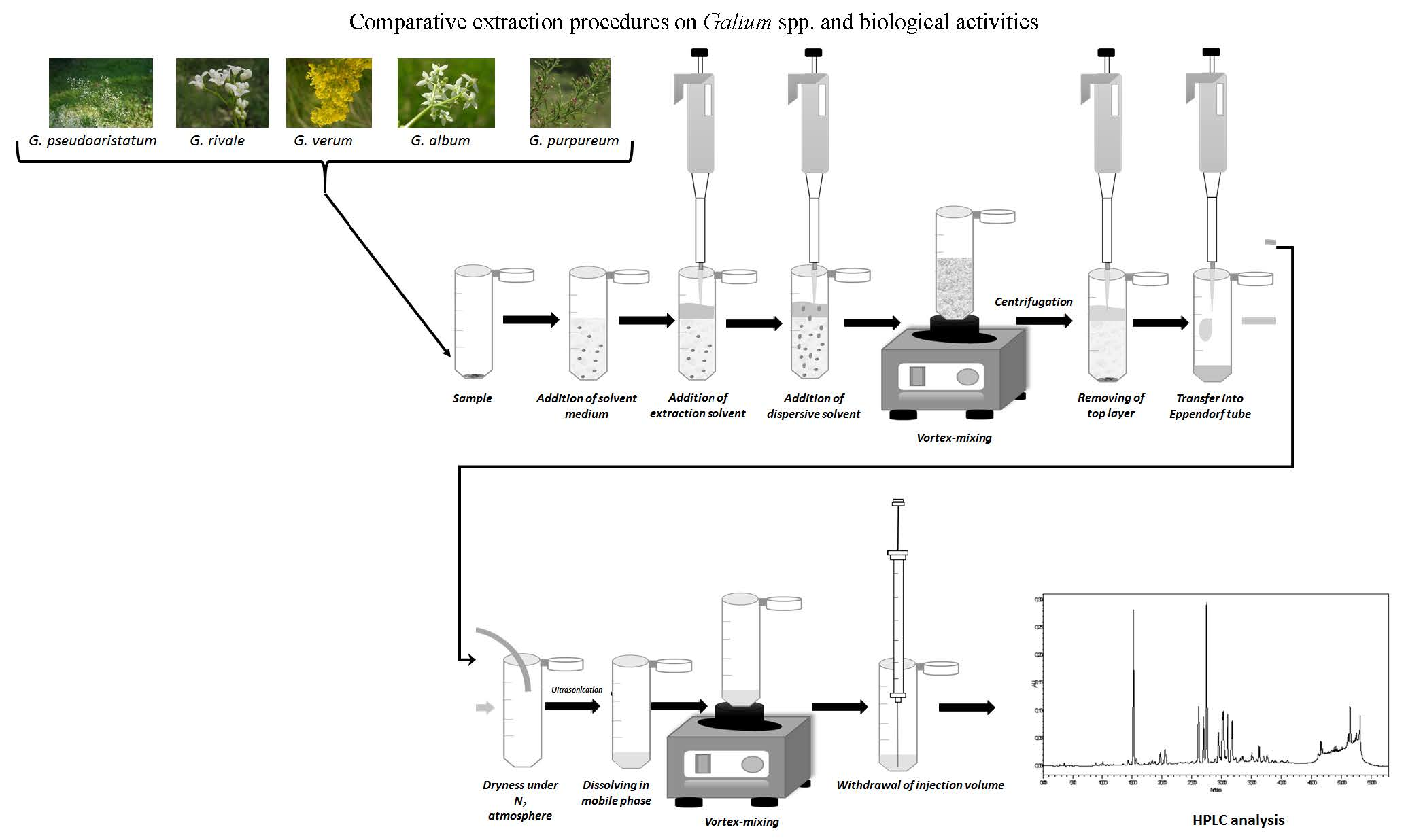 Molecules Free Full Text Liquid Phase And Microwave Assisted Extractions For Multicomponent Phenolic Pattern Determination Of Five Romanian Galium Species Coupled With Bioassays Html