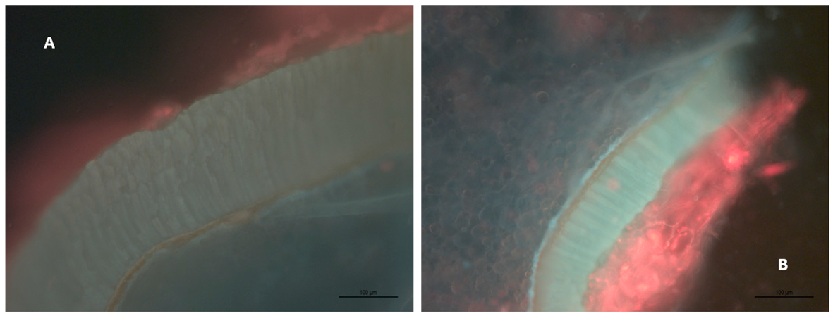 Molecules 24 01275 g006