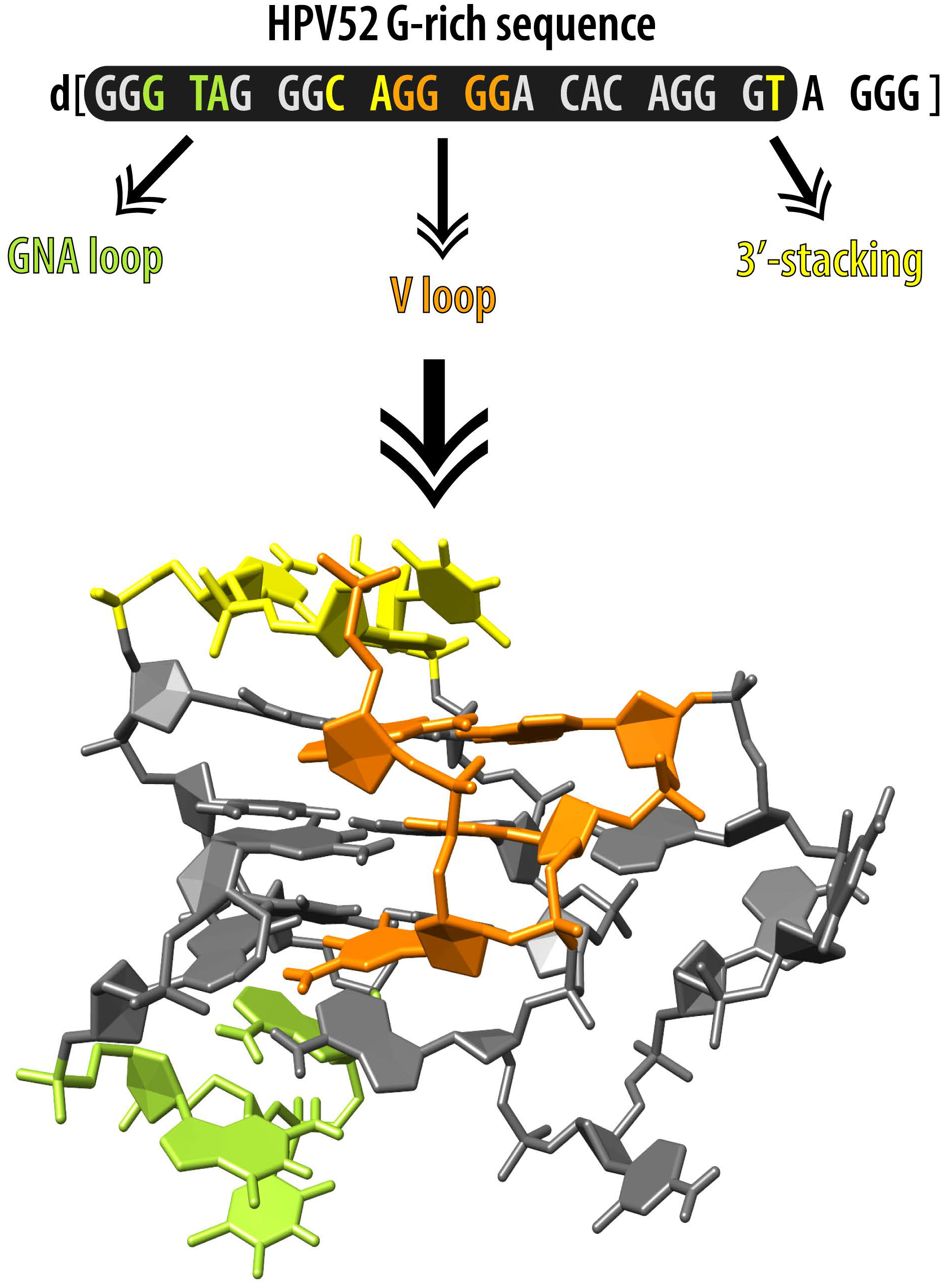 humán papillomavírus g quadruplex