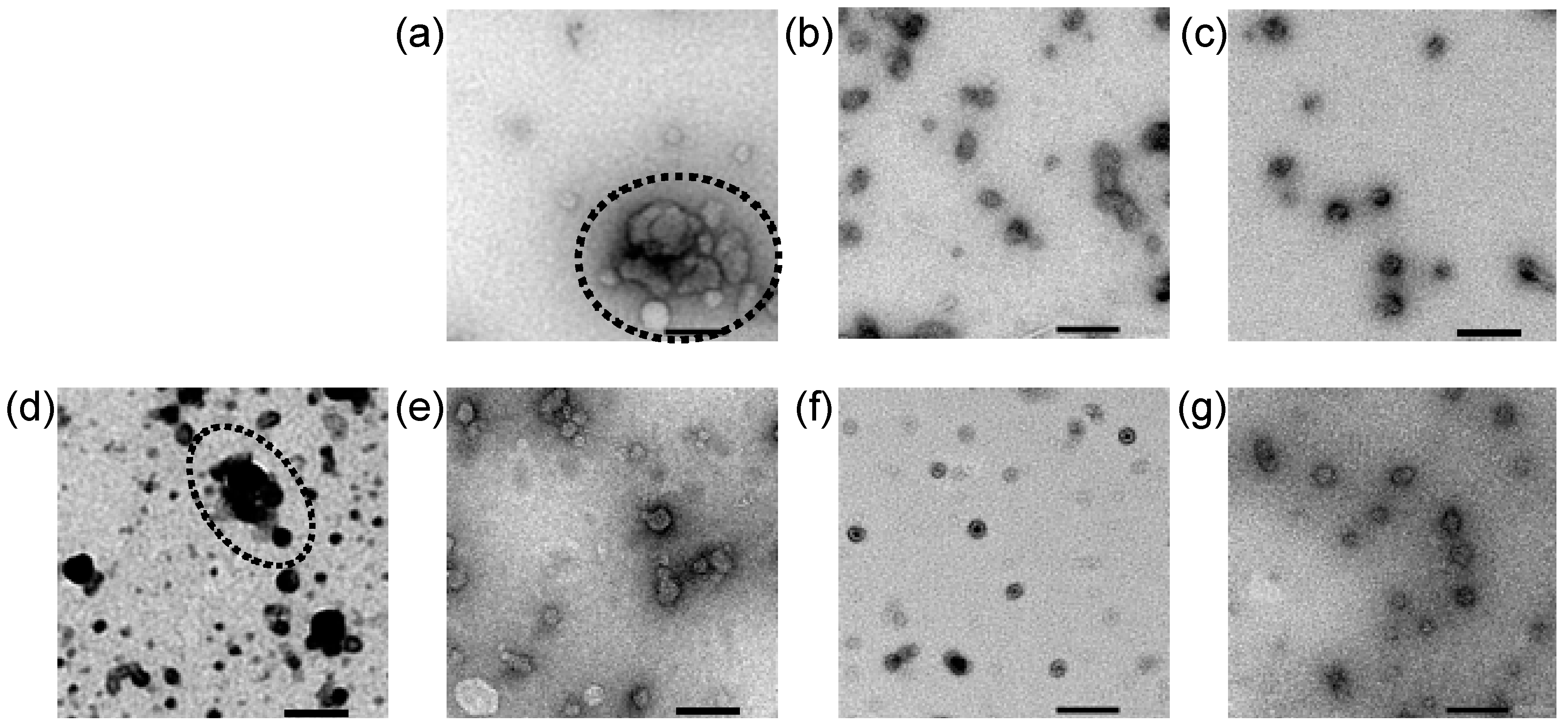 Molecules 24 01303 g005