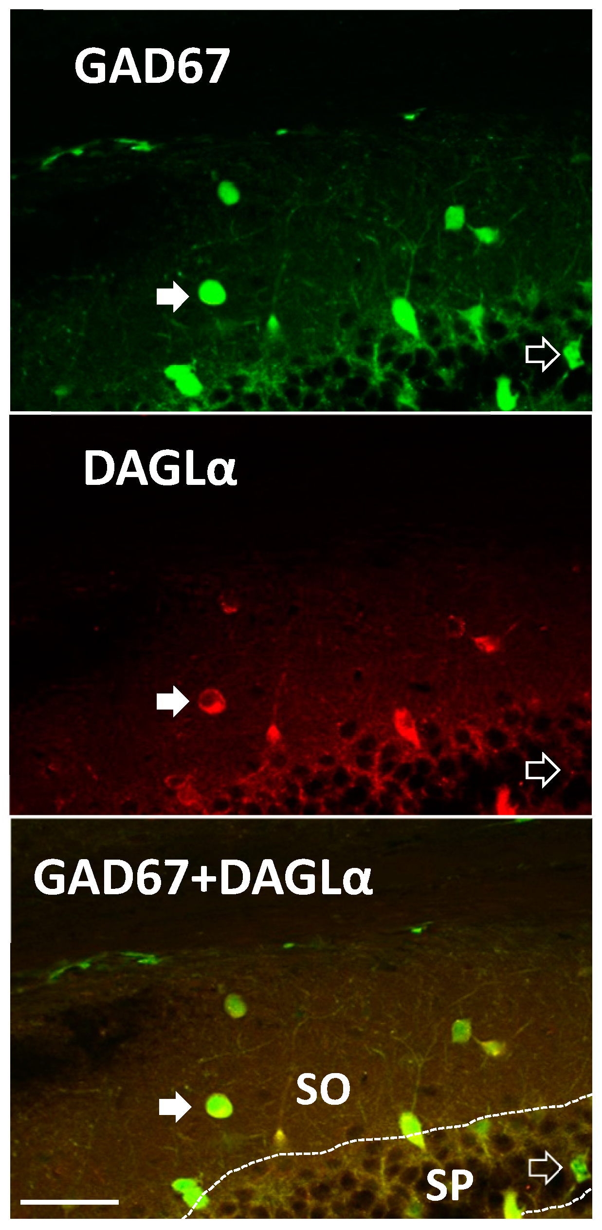 Molecules 24 01306 g004 Molecules 24 01306 g004