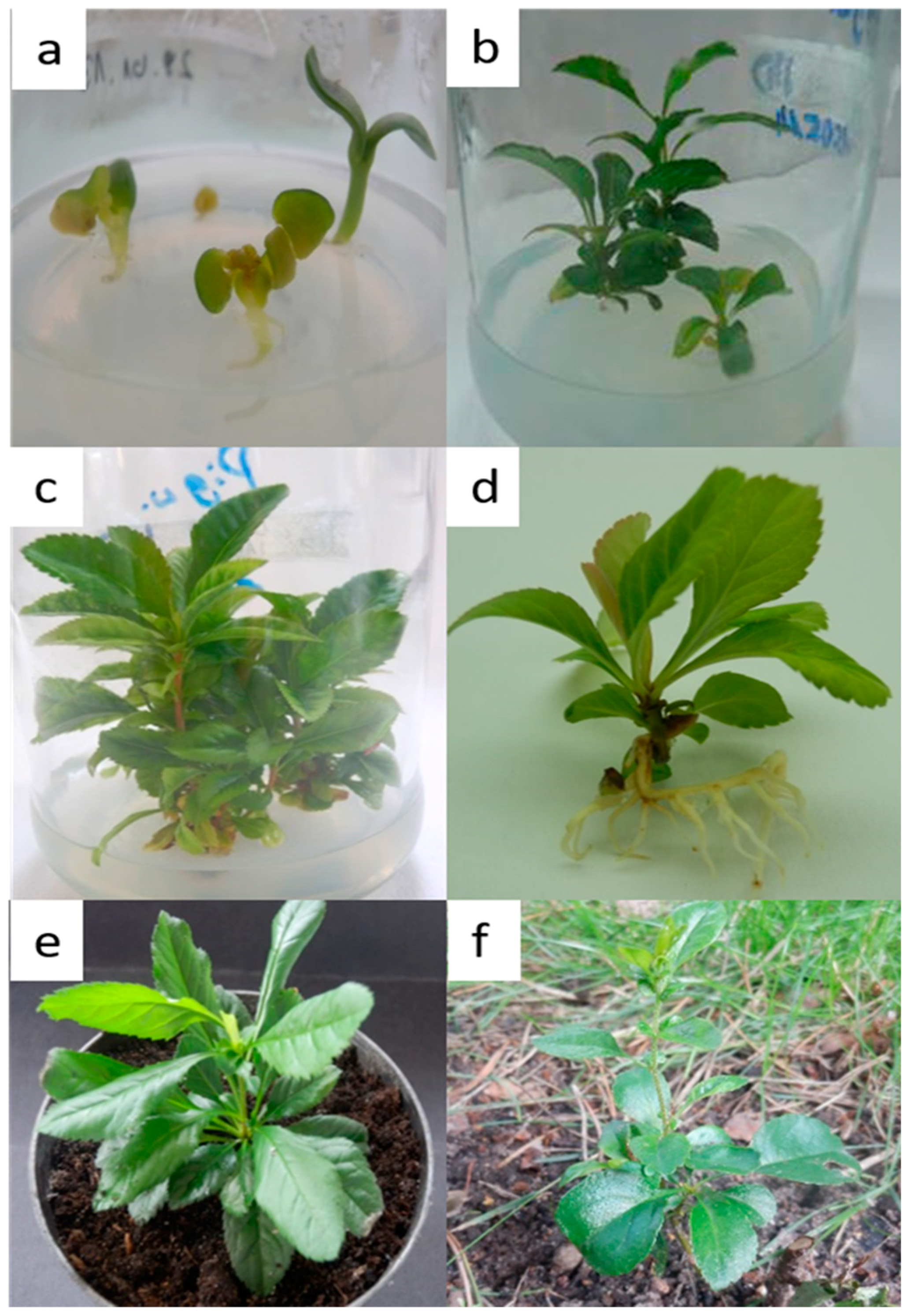 Molecules 24 01314 g001
