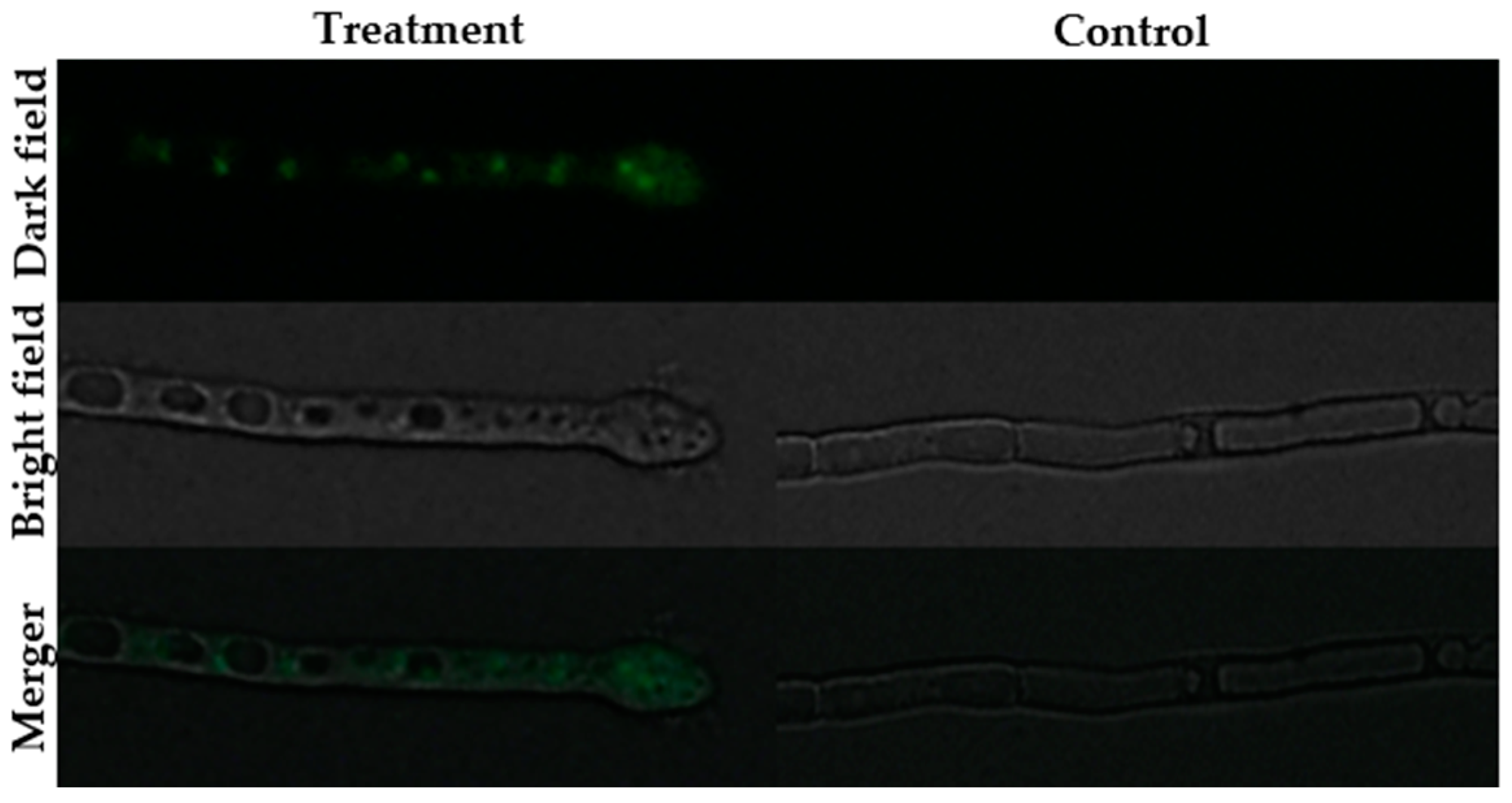 Molecules 24 01337 g005