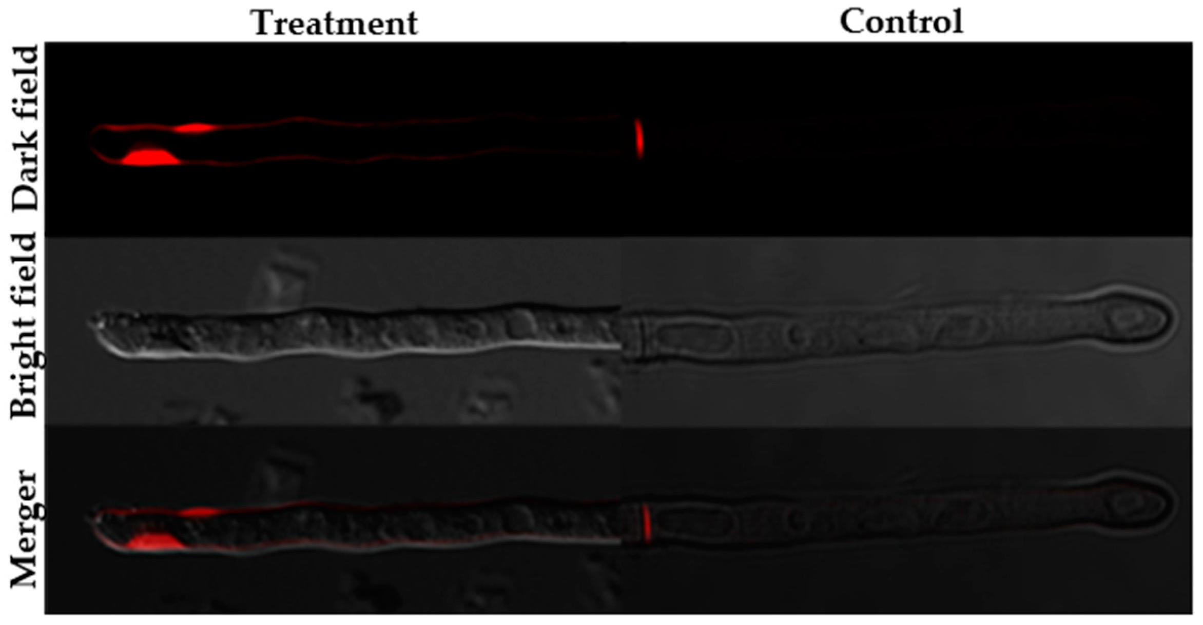 Molecules 24 01337 g008