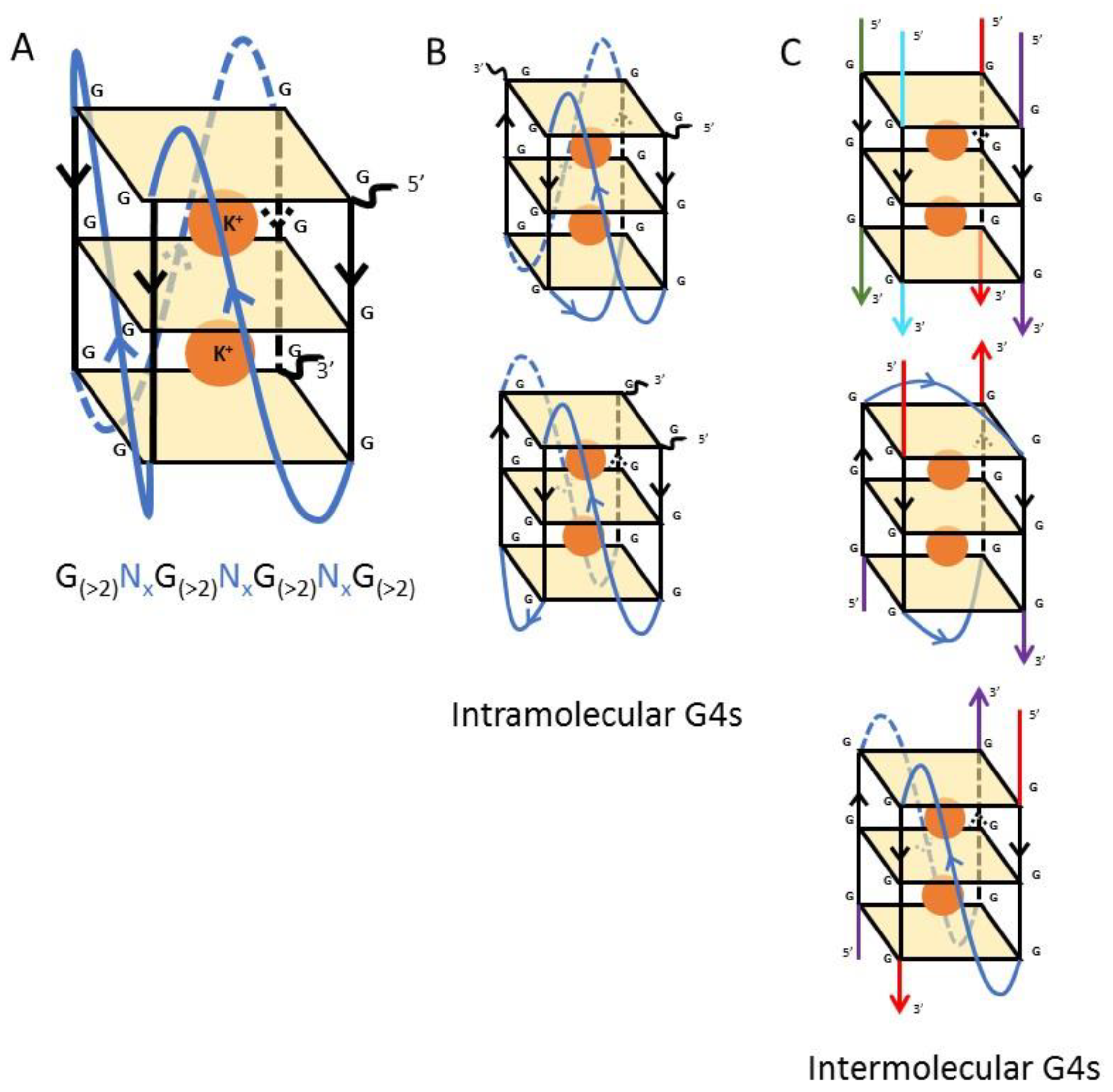 Molecules Free Full Text Parasitic Protozoa Unusual Roles For G Quadruplexes In Early Diverging Eukaryotes Html Molecules Free Full Text Parasitic Protozoa Unusual Roles For G Quadruplexes In Early Diverging Eukaryotes Html