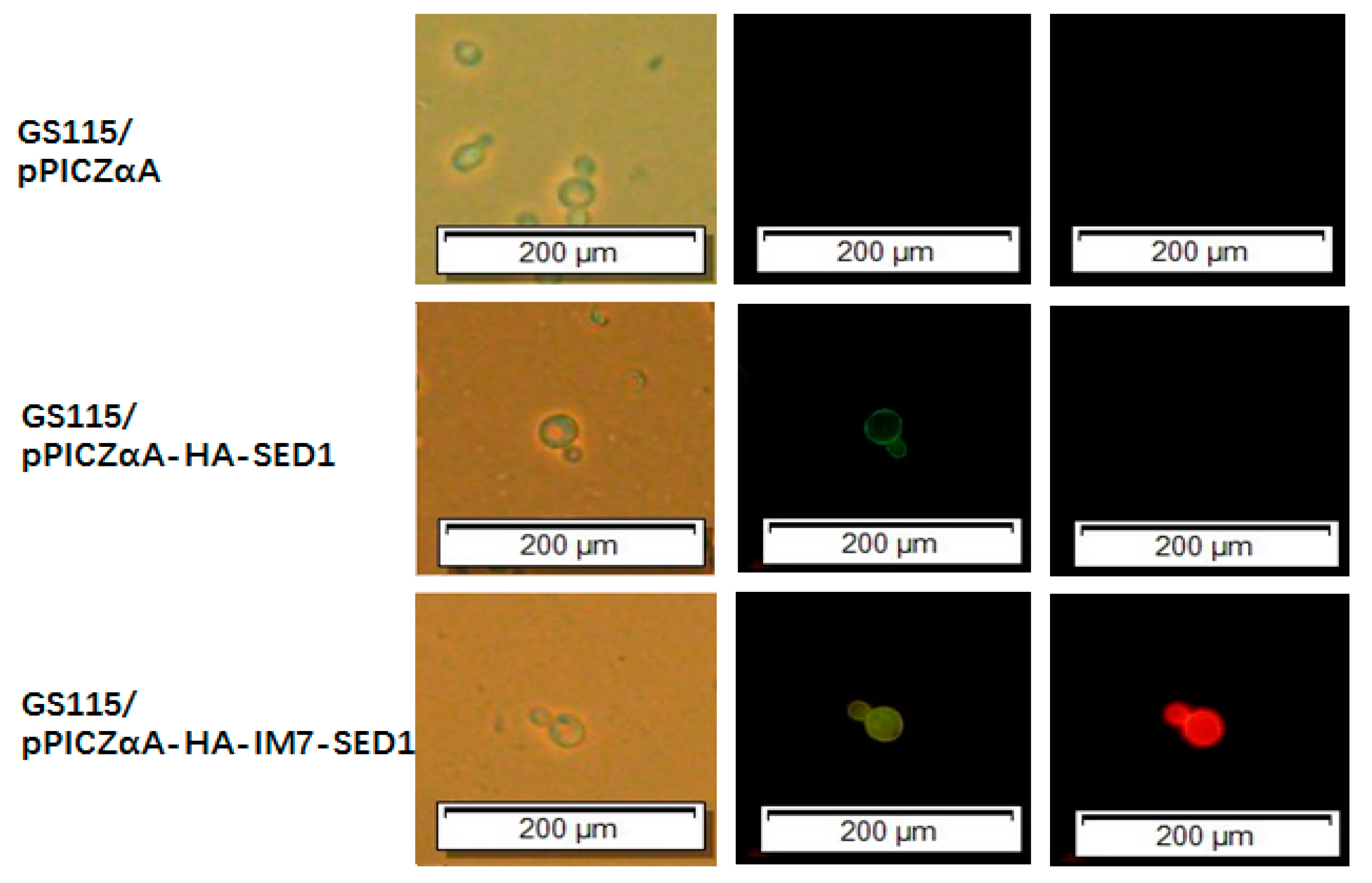 Molecules 24 01483 g005