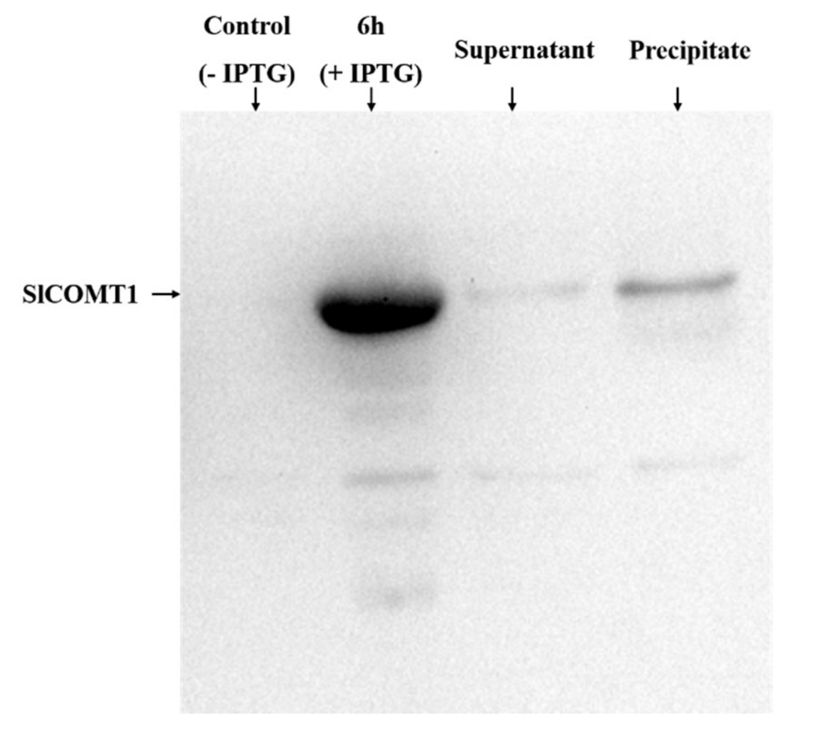 Molecules 24 01514 g002 550
