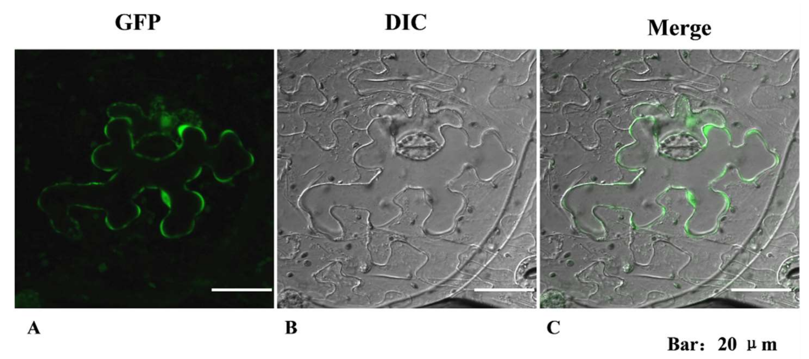 Molecules 24 01514 g006 550