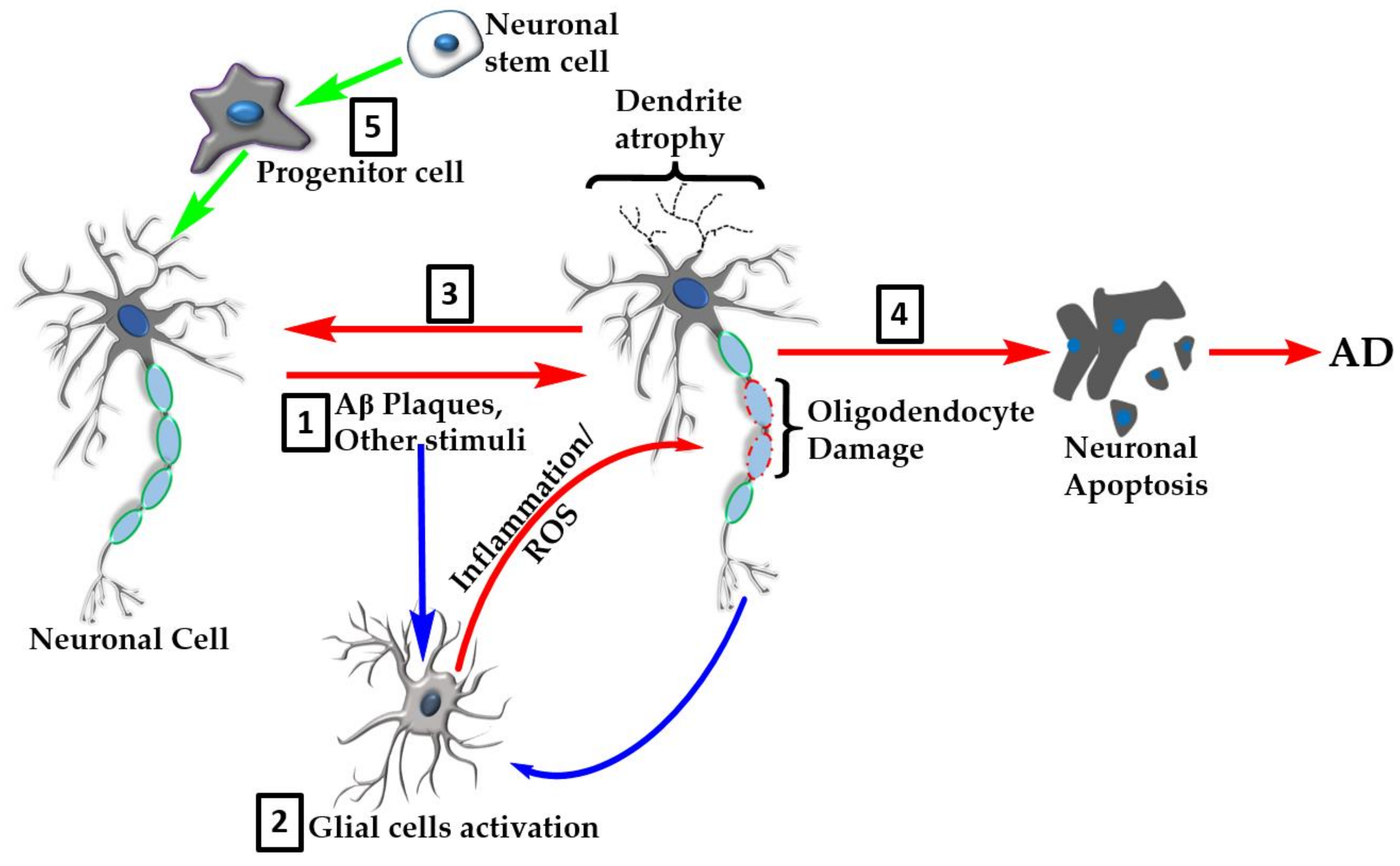 Molecules Free Full Text Natural Products In Alzheimer S Disease Therapy Would Old Therapeutic Approaches Fix The Broken Promise Of Modern Medicines Html