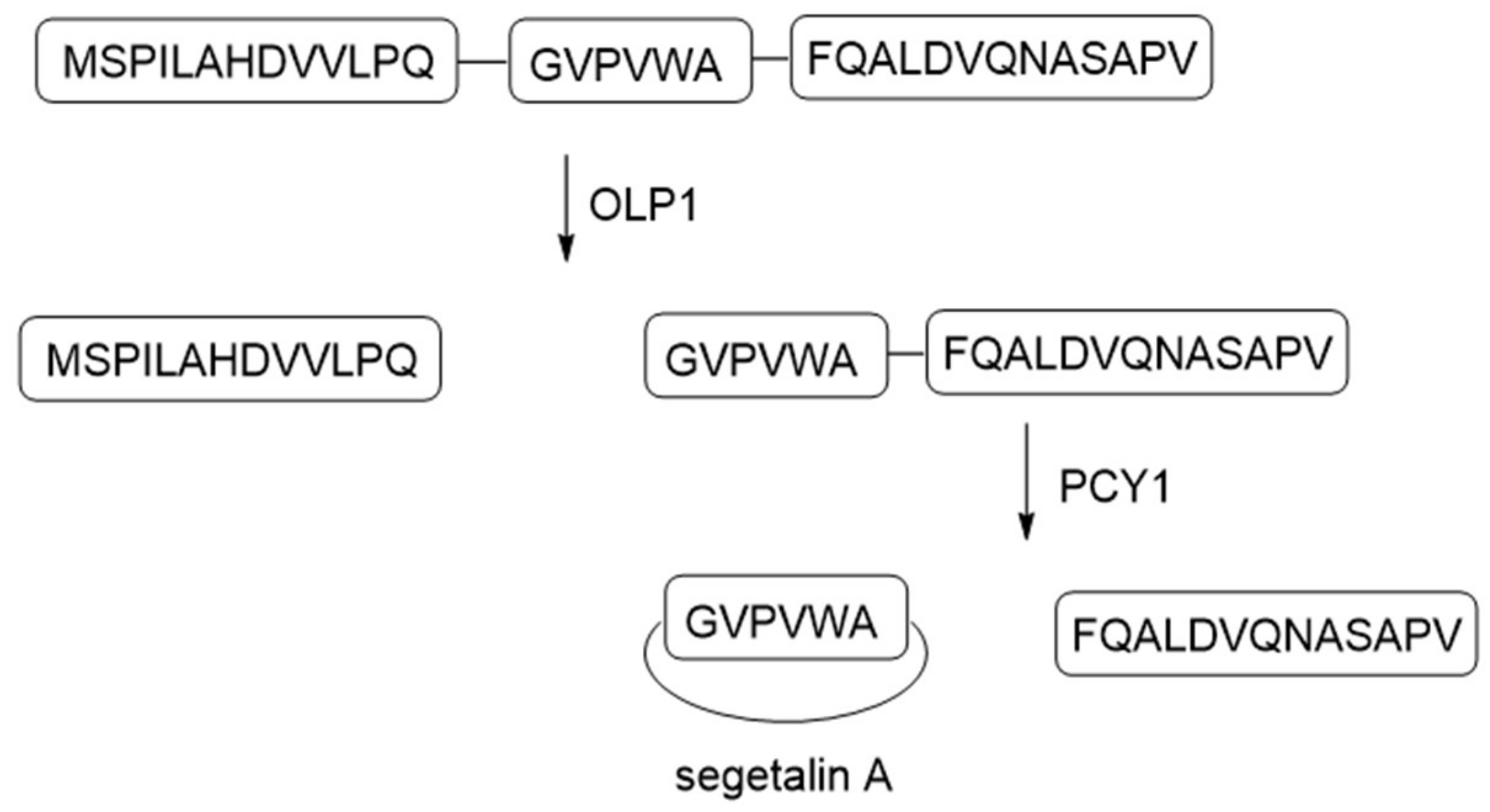 Molecules 24 01541 g014 550