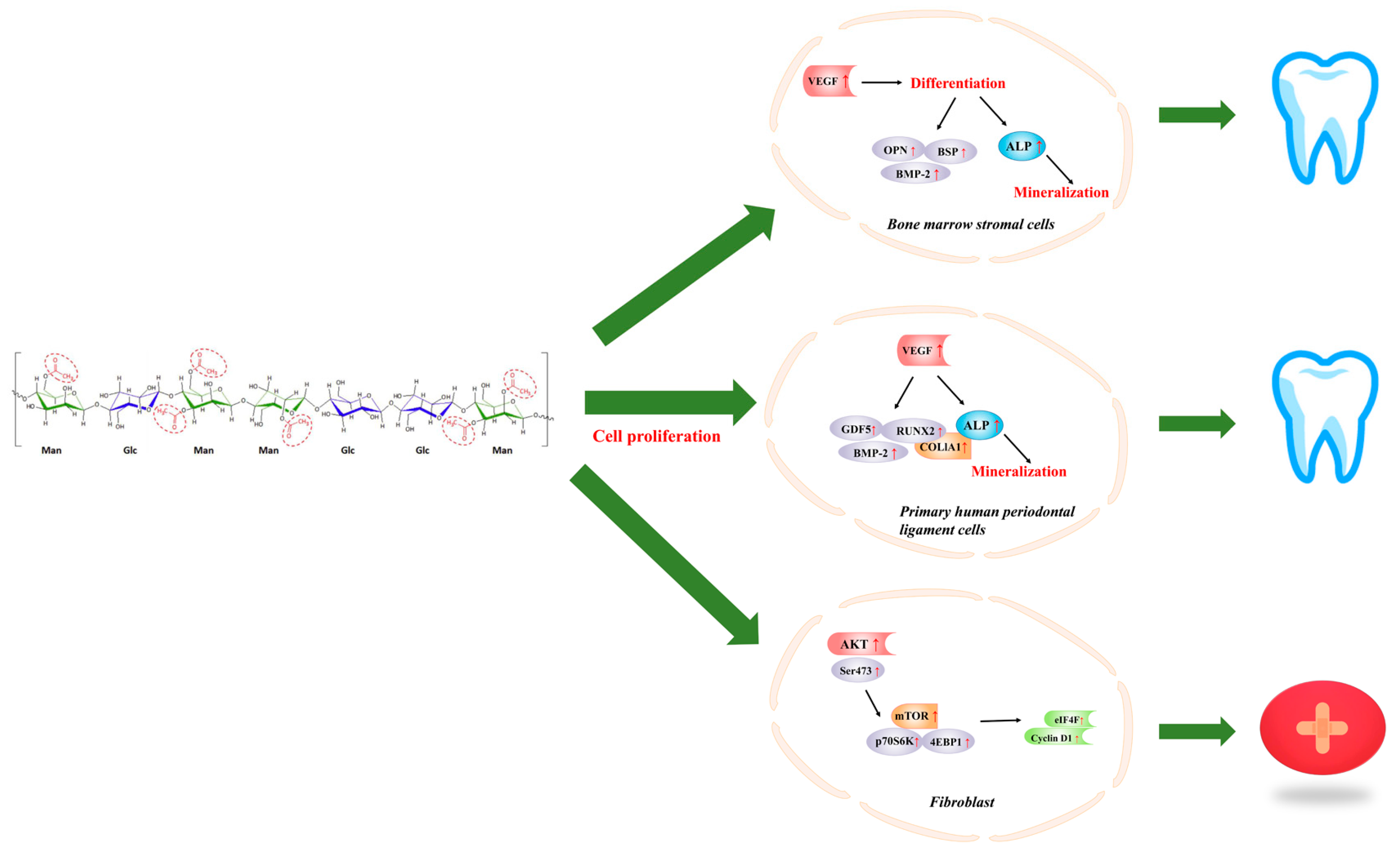 Molecules 24 01554 g003 Molecules 24 01554 g003