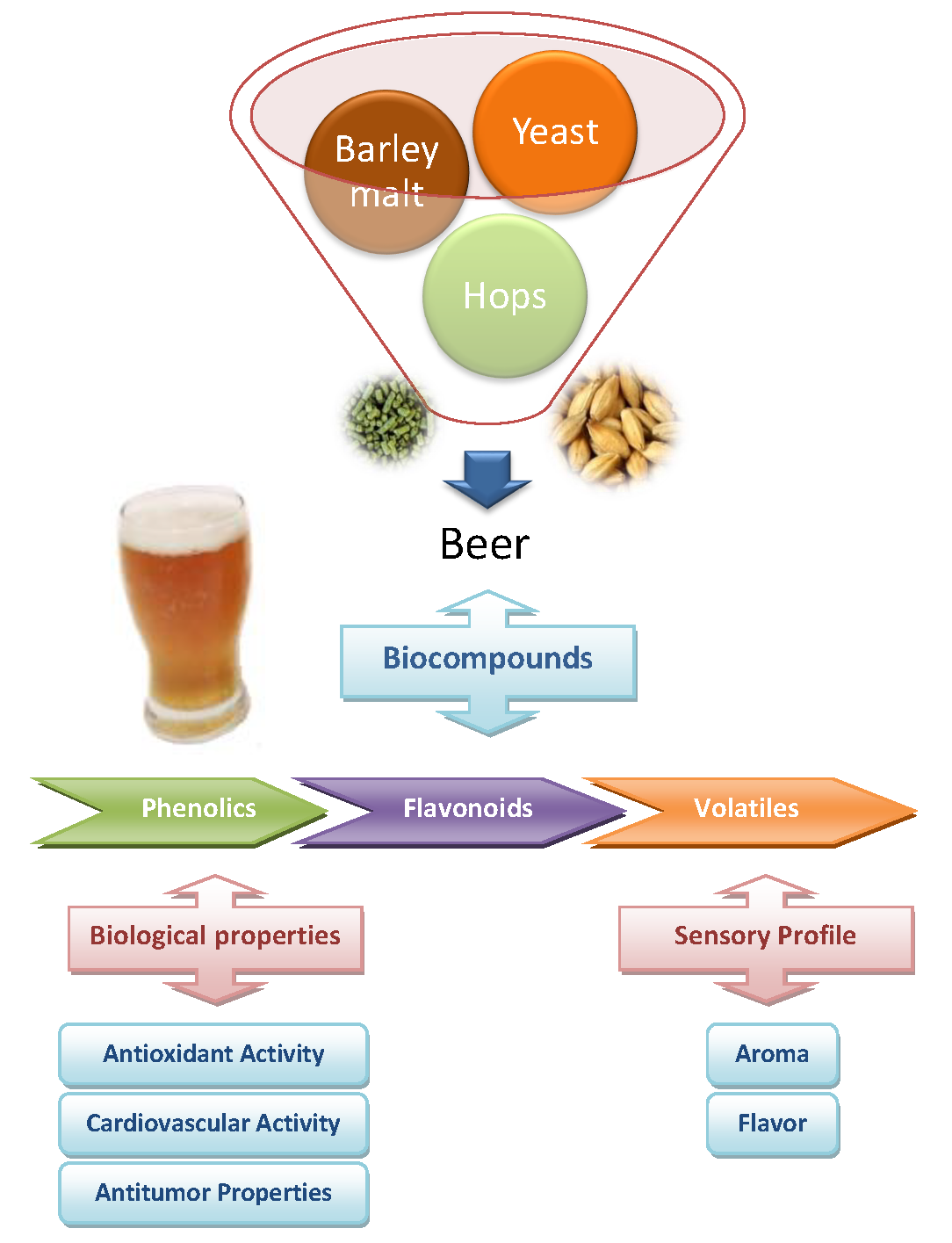Molecules Free FullText Beer Molecules and Its Sensory and