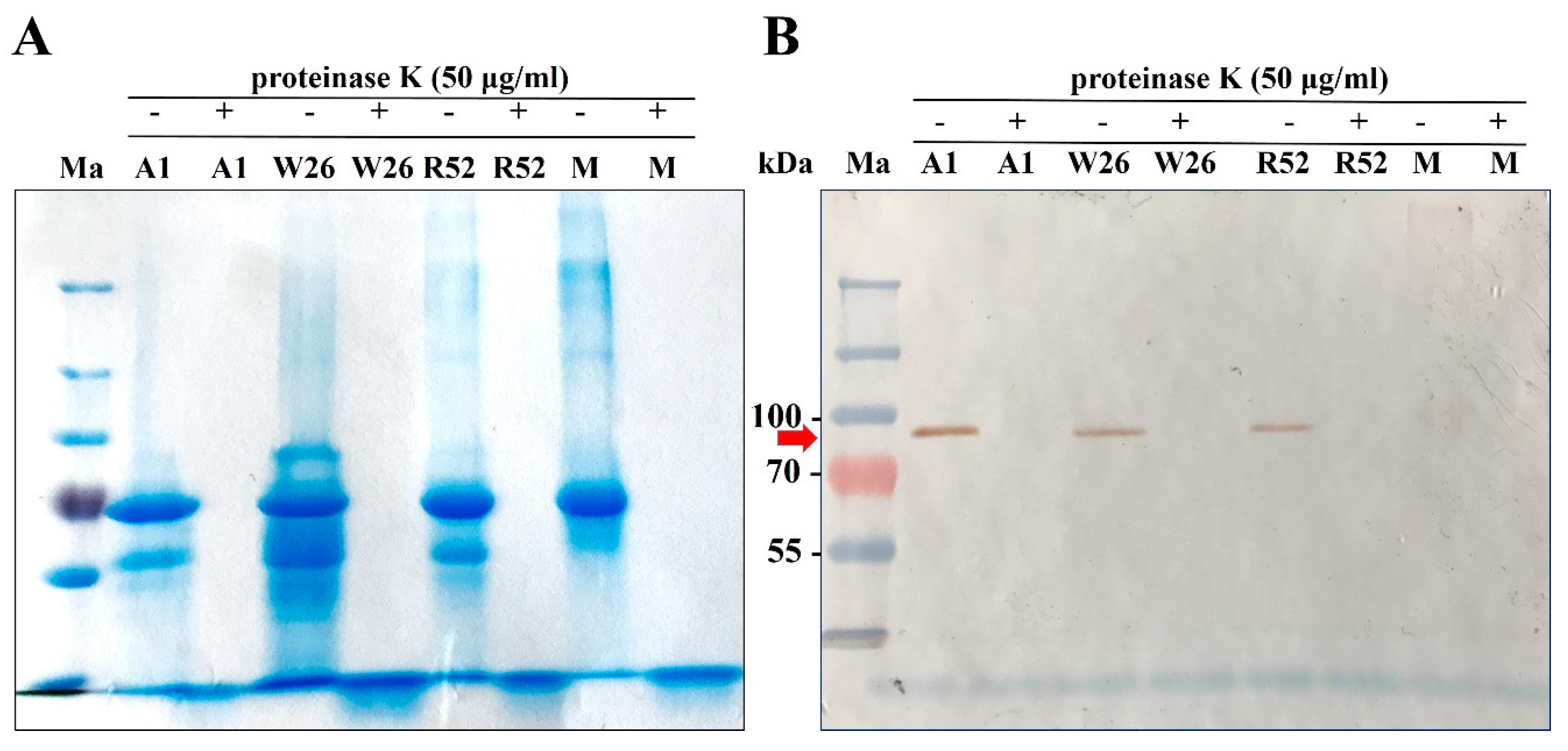 Molecules 24 01573 g006 Molecules 24 01573 g006