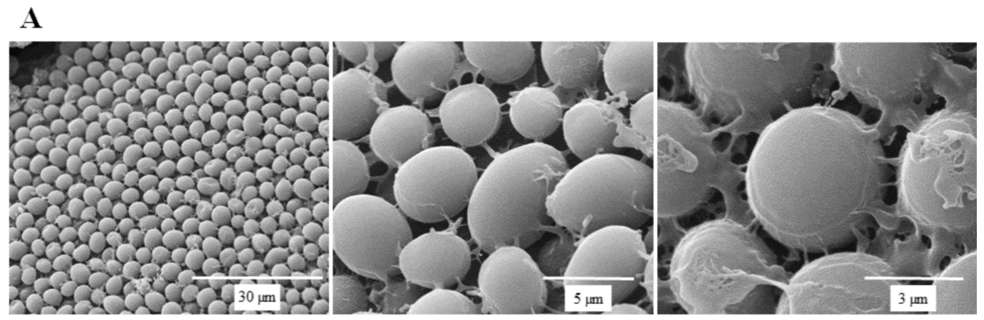 Molecules 24 01587 g005a
