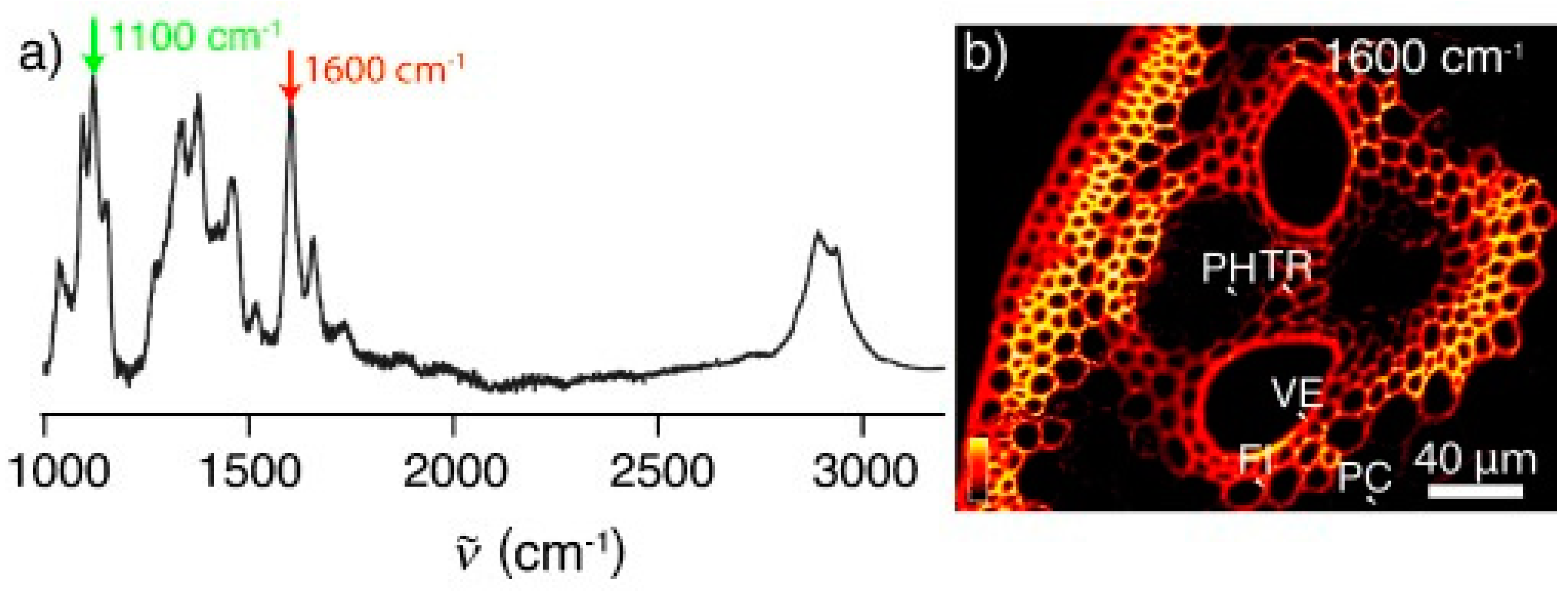 Molecules 24 01659 g006