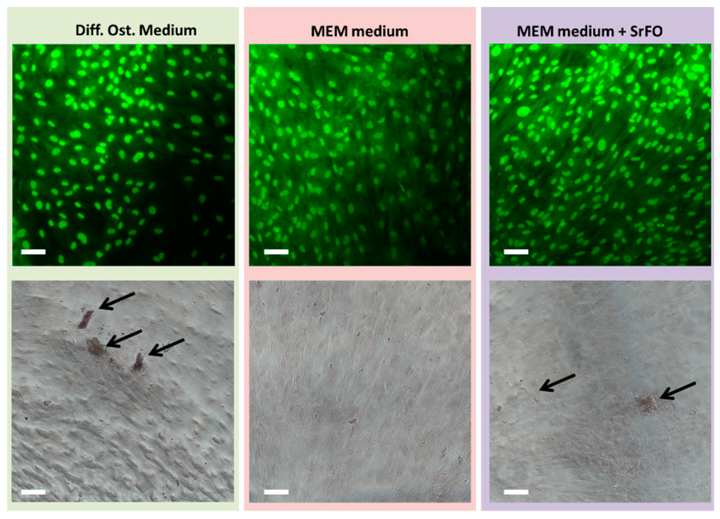 Molecules Free Full Text Bone Regeneration Induced By Strontium Folate Loaded Biohybrid Scaffolds Html